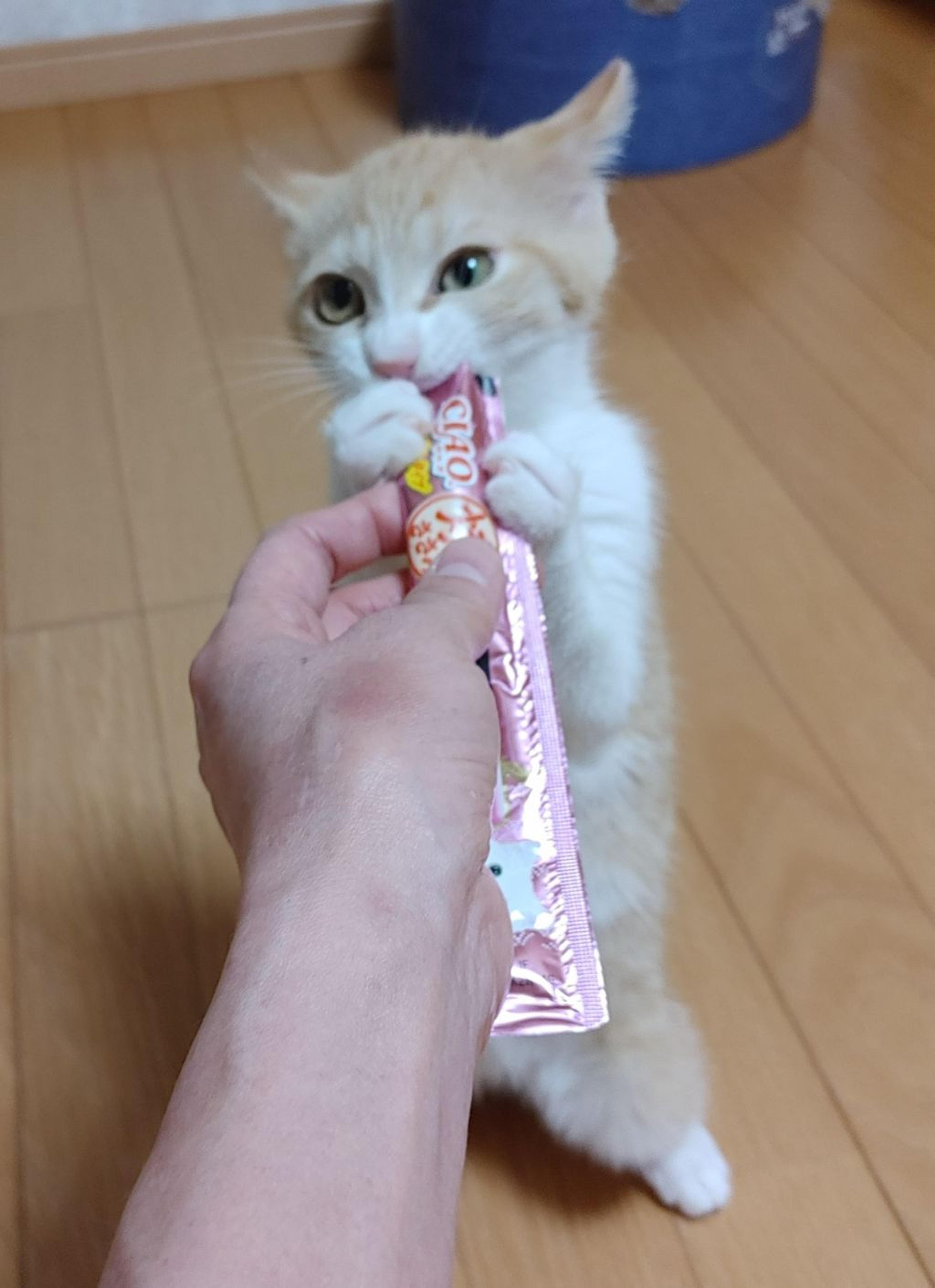 pet-image-10
