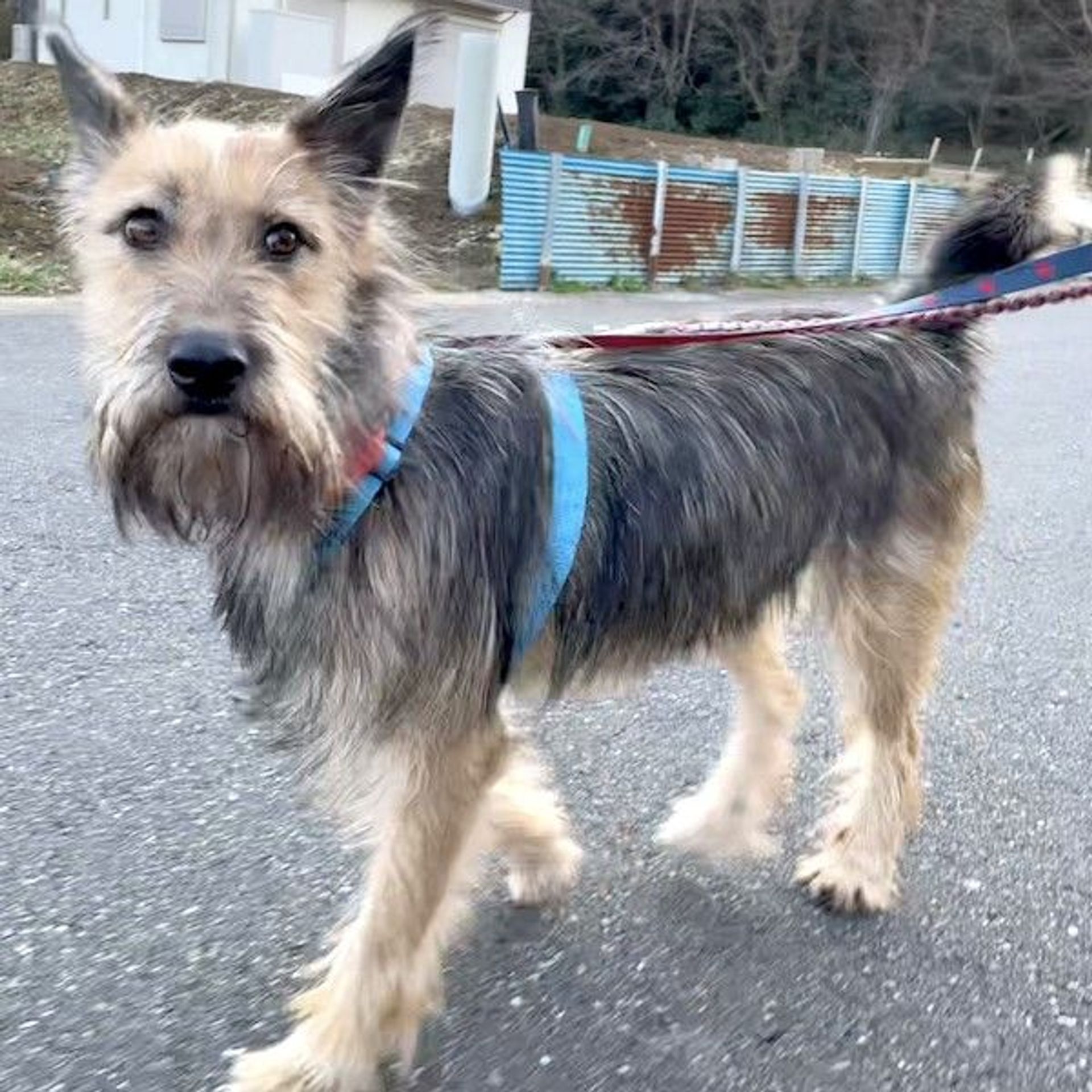 雑種（ミックス犬）・メスの里親募集の写真