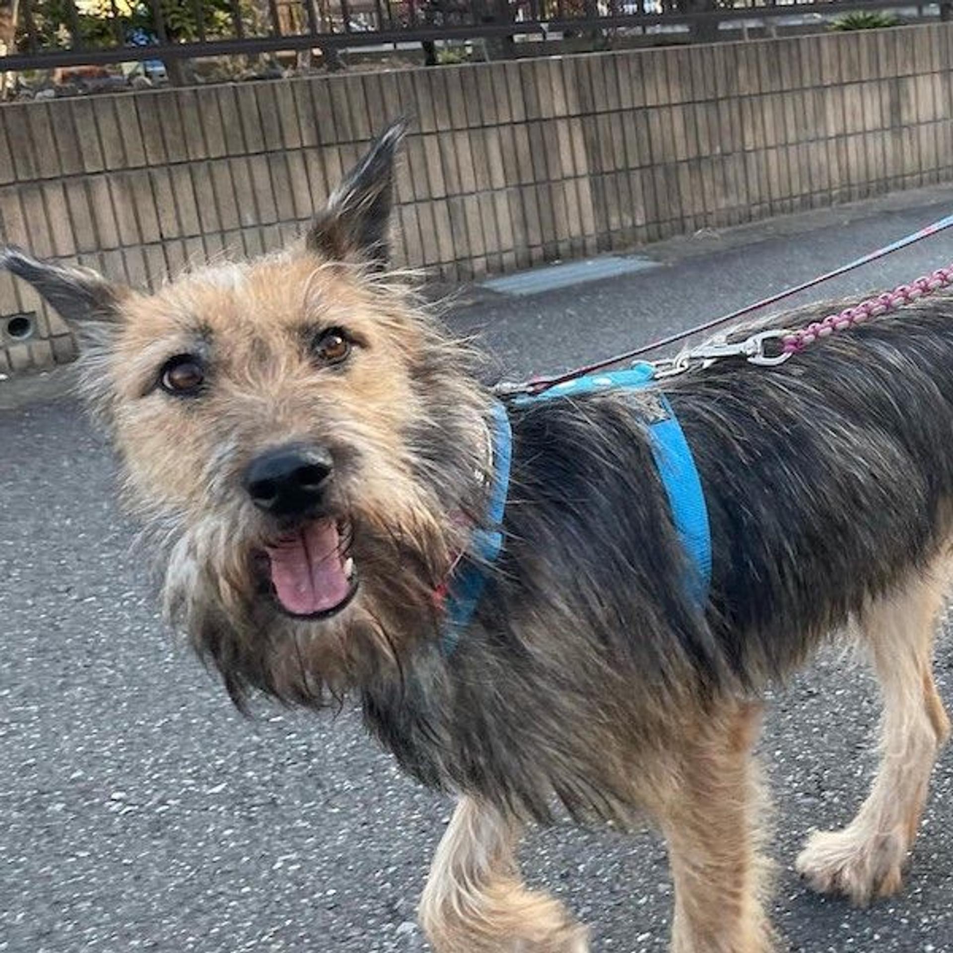 pet-image-2