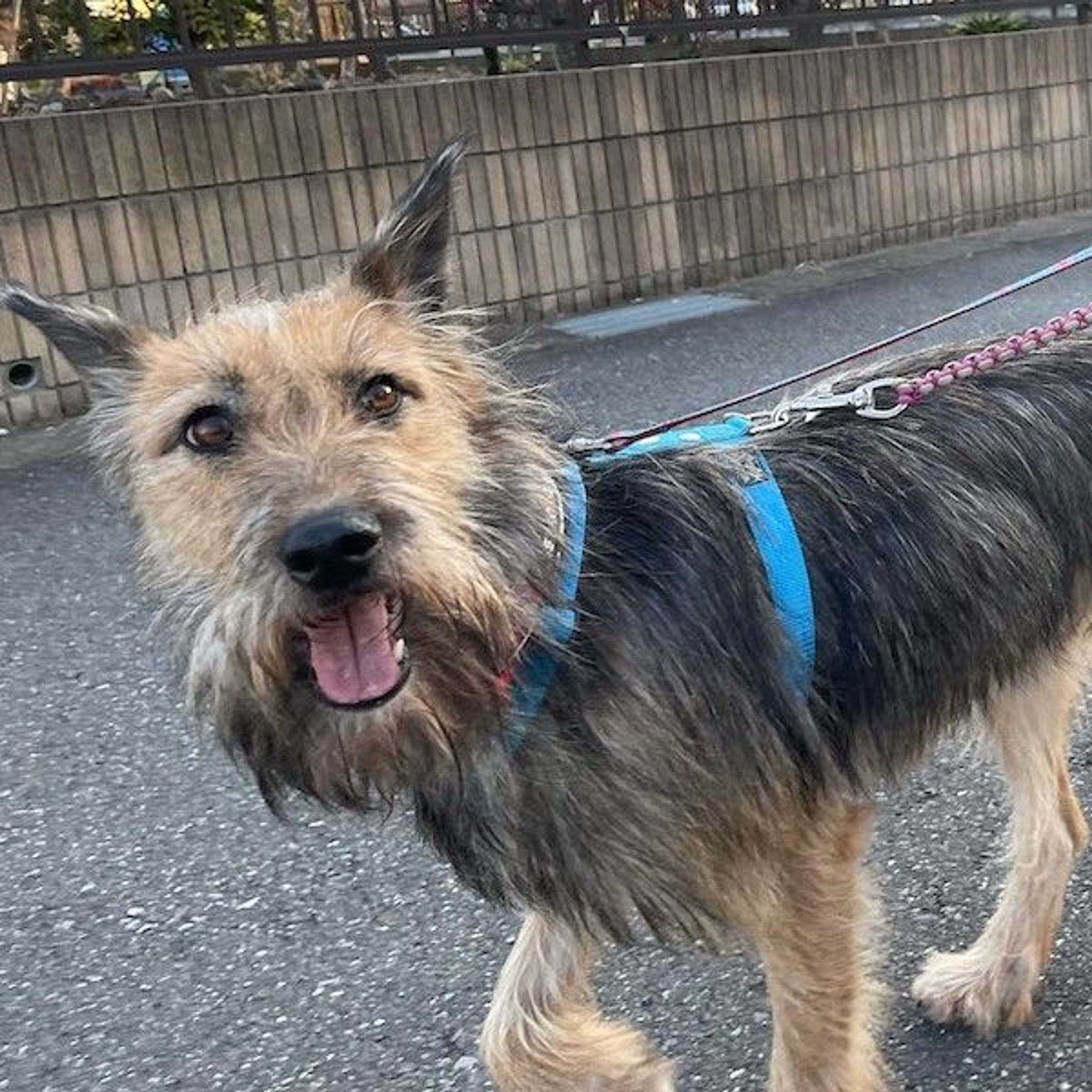 pet-image-2