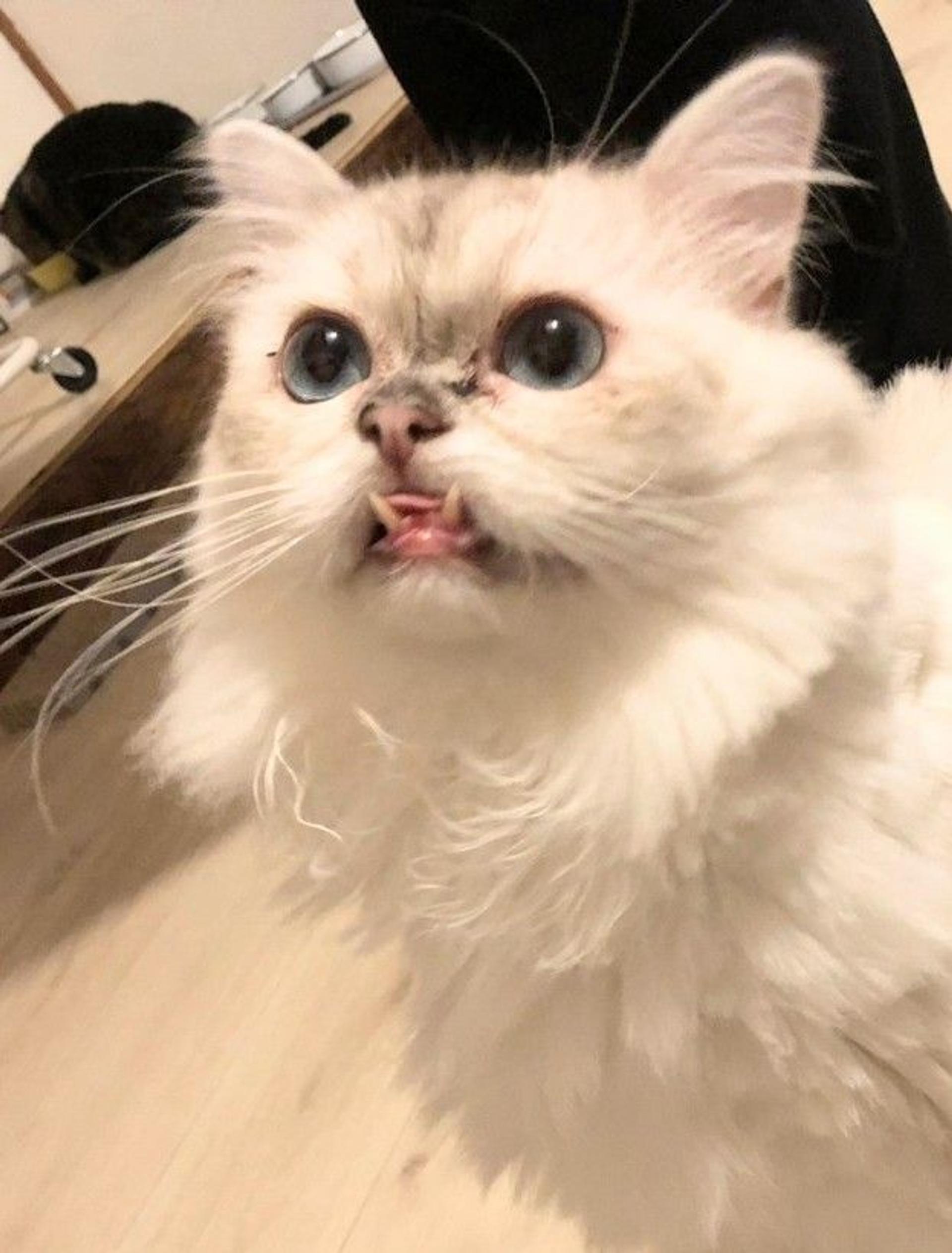 pet-image-2