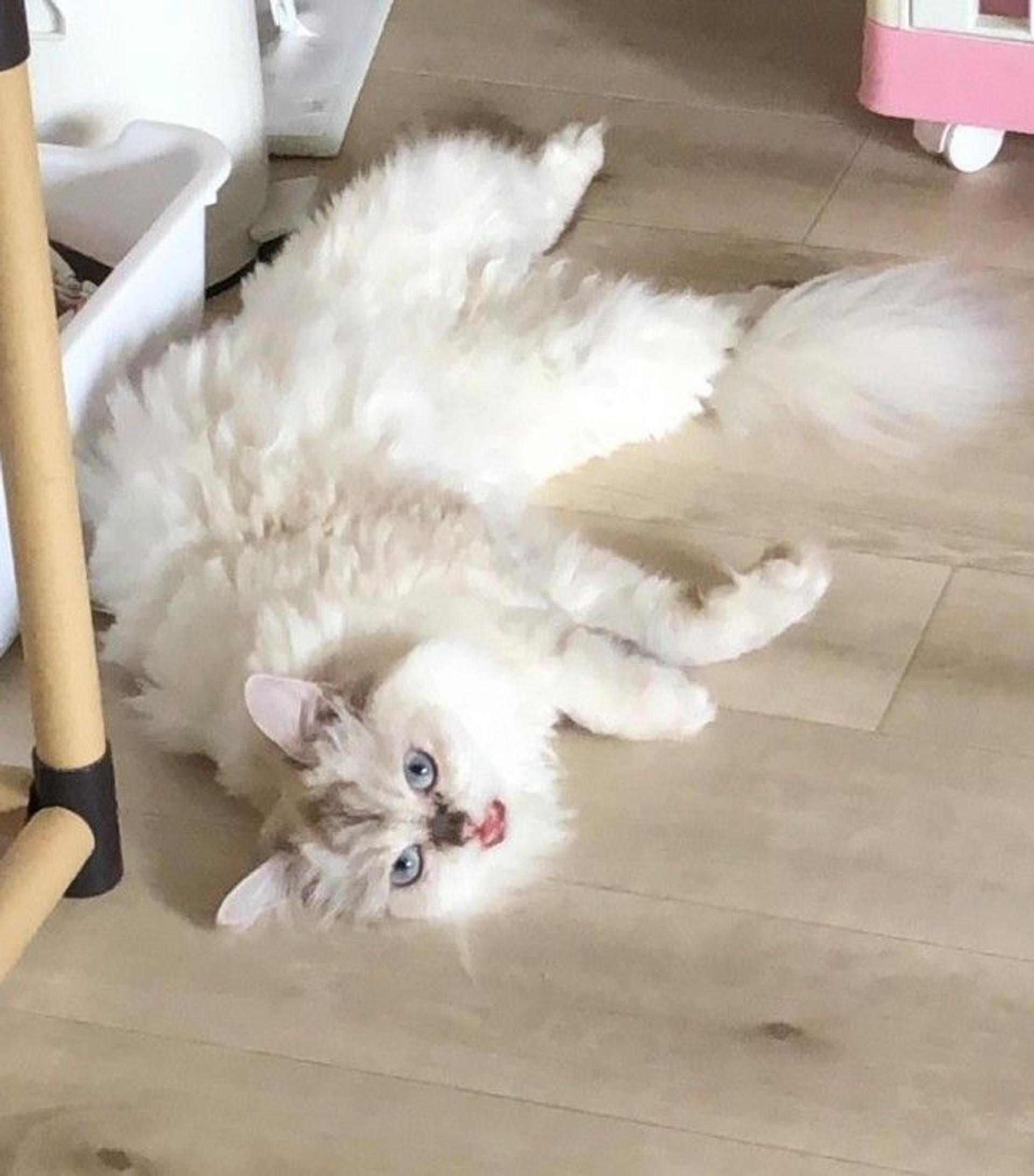 pet-image-3