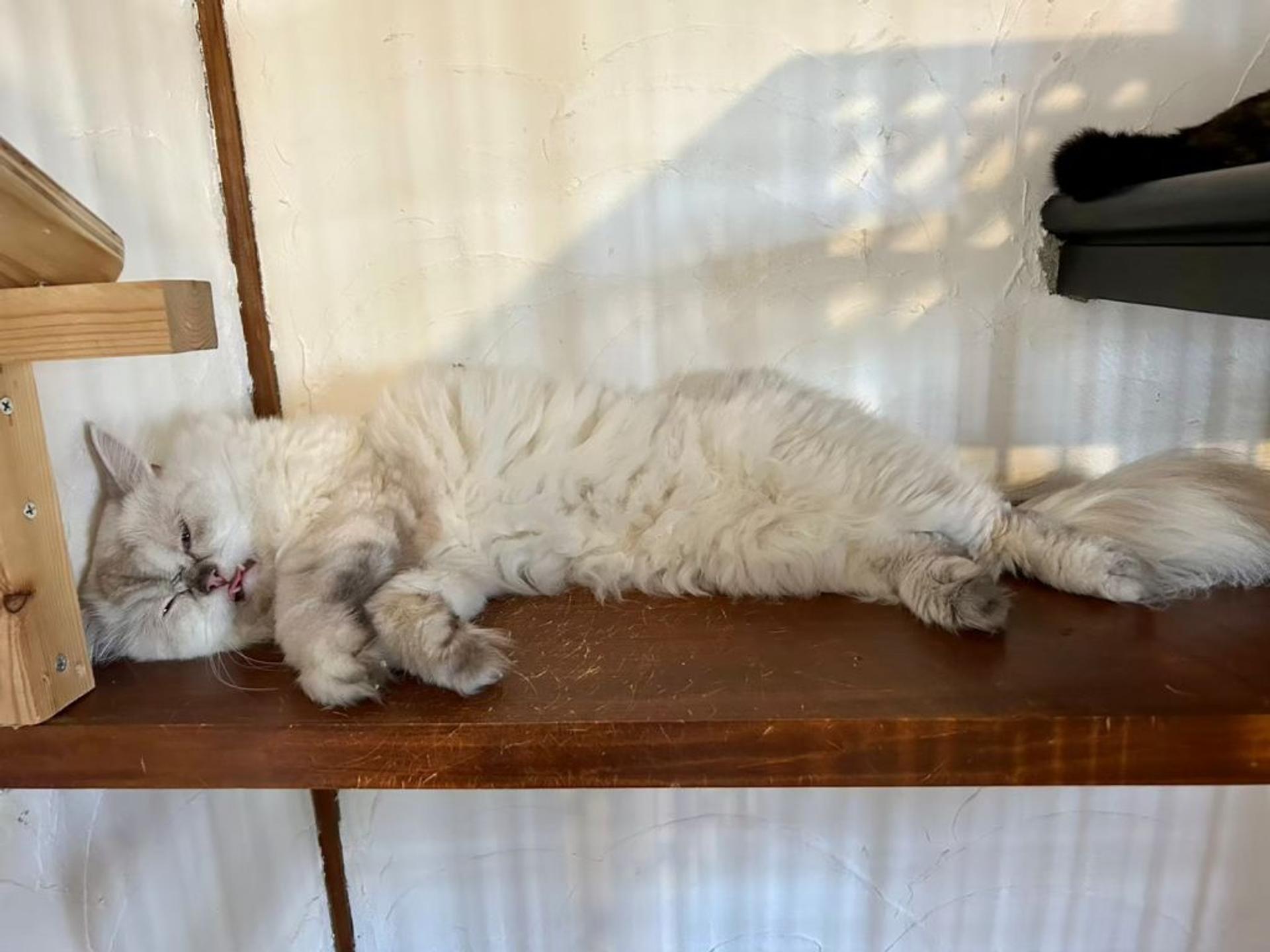 pet-image-4