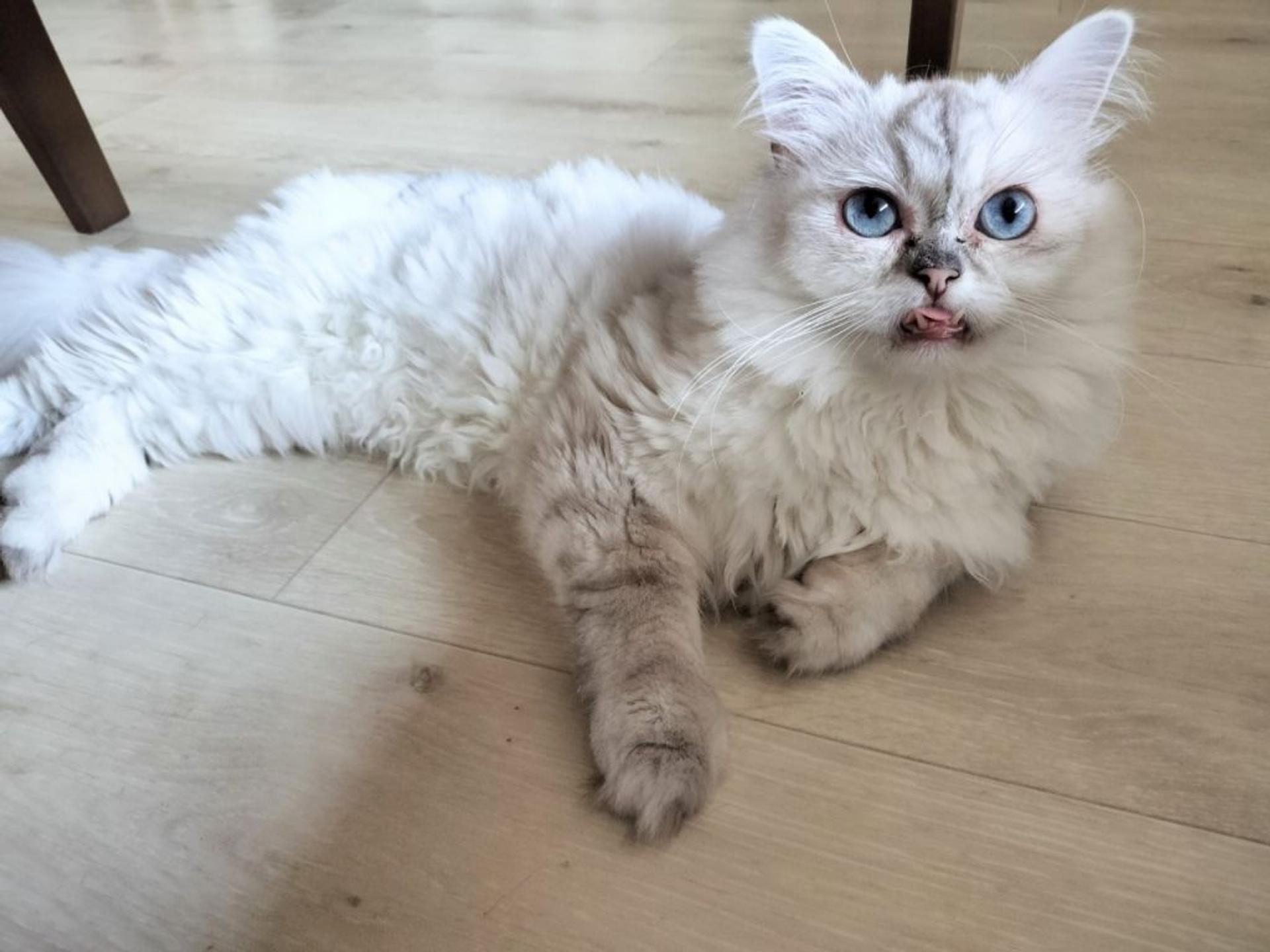 pet-image-8