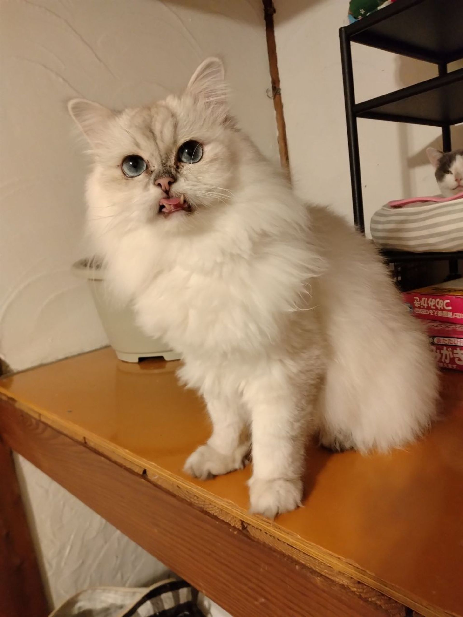 ペルシャ・オスの里親募集の写真