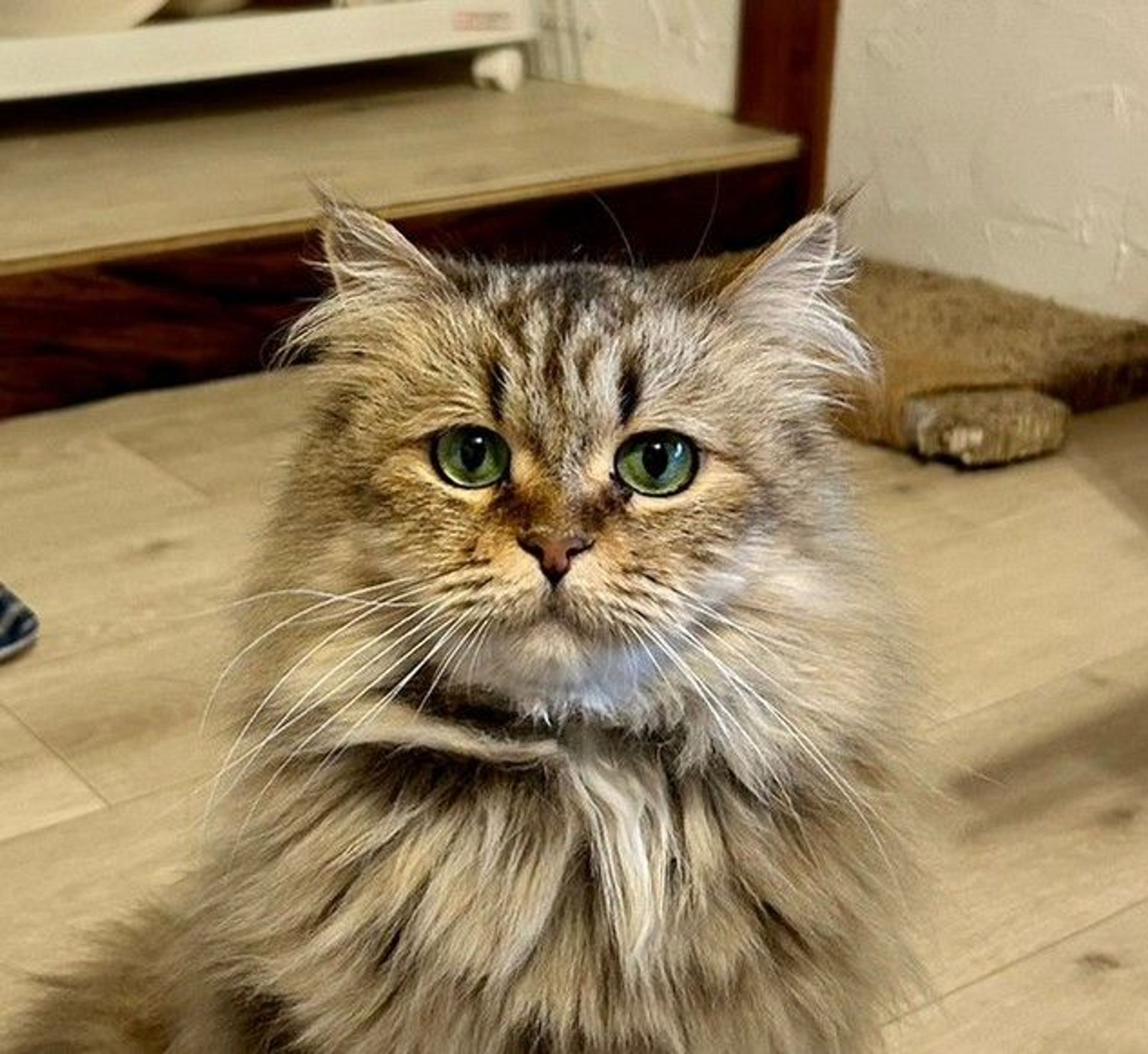 ノルウェージャンフォレストキャット・オスの里親募集の写真