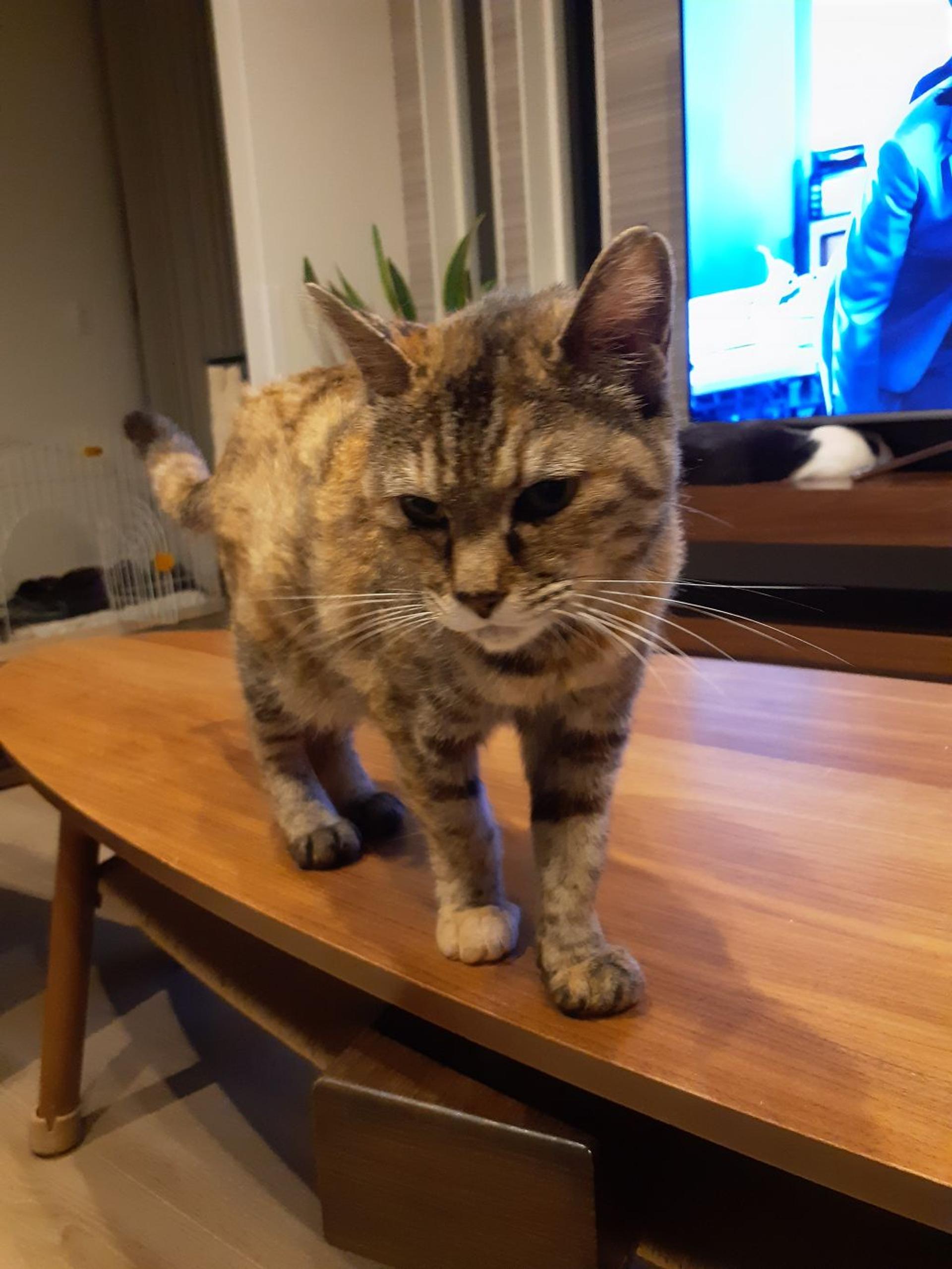 pet-image-4