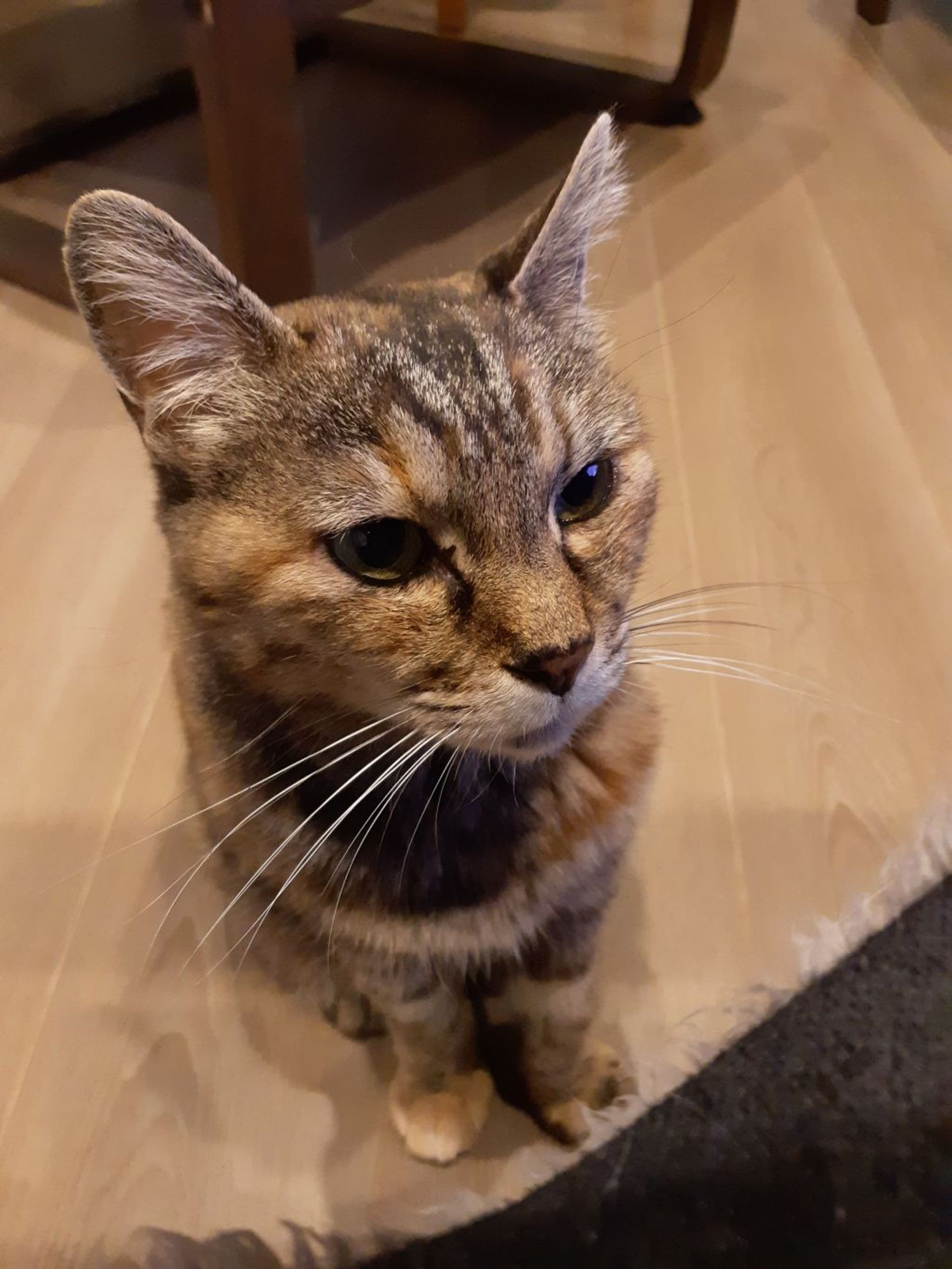 雑種（ミックス猫）・メスの里親募集の写真