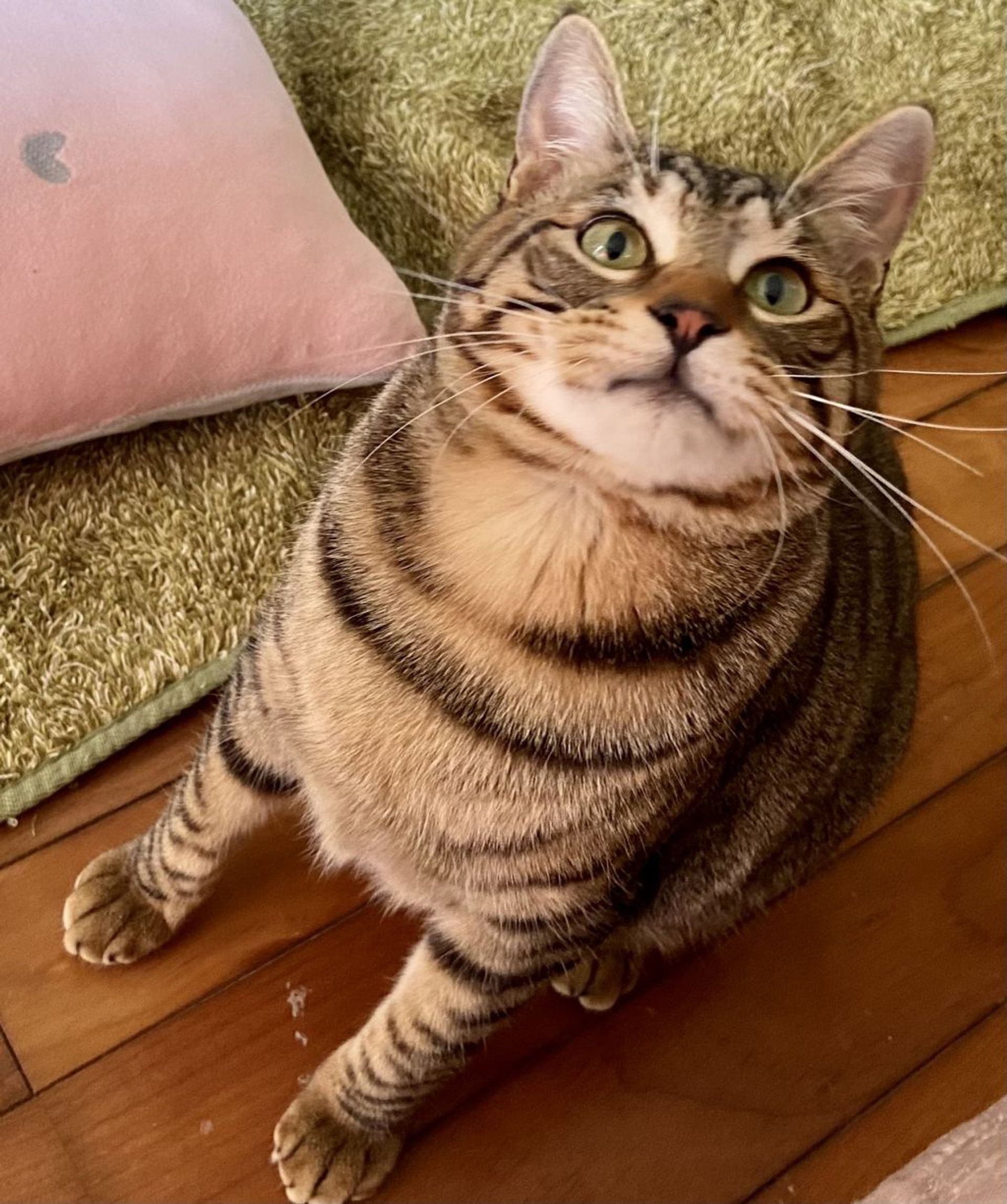 雑種（ミックス猫）・オスの里親募集の写真