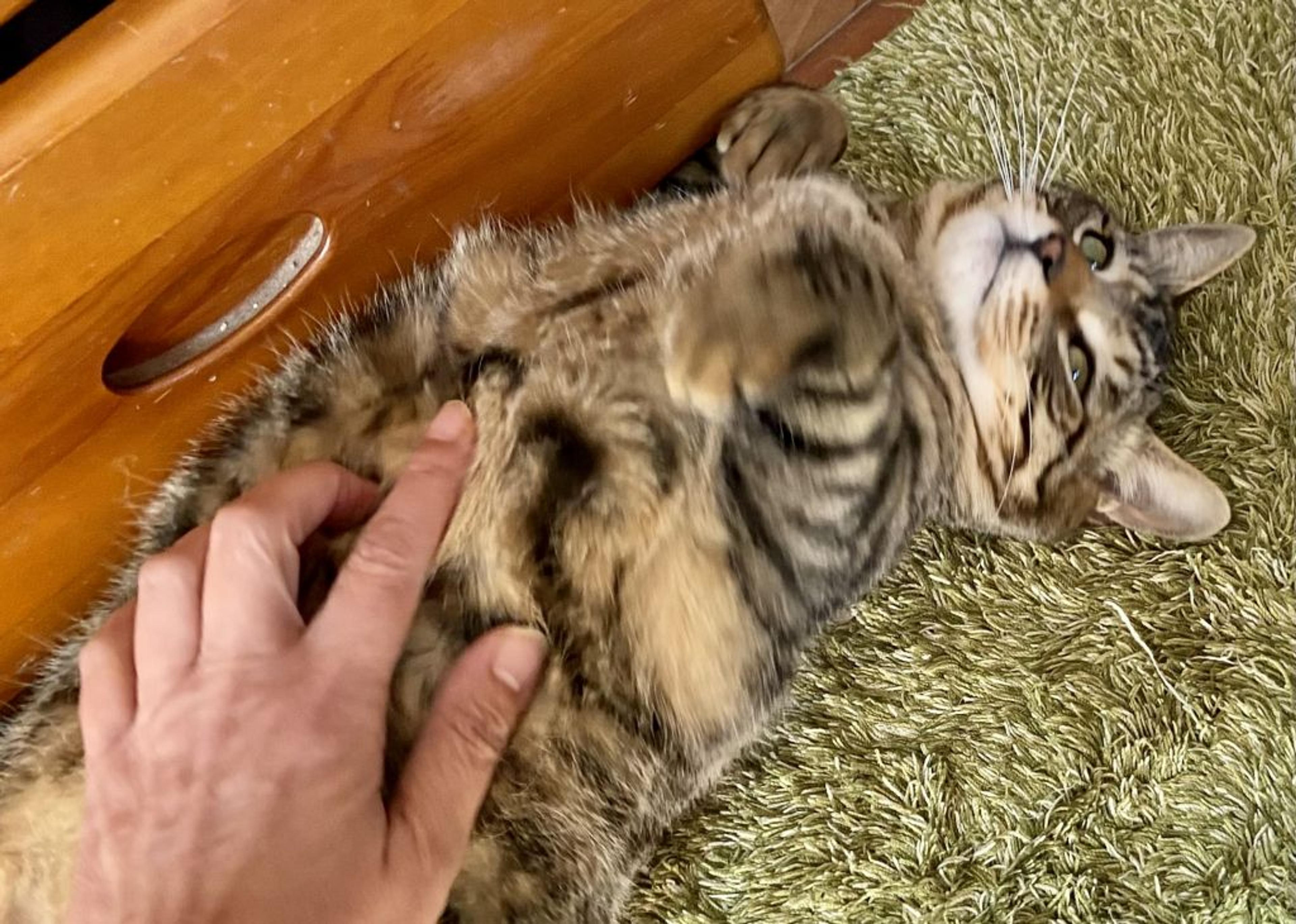 pet-image-3