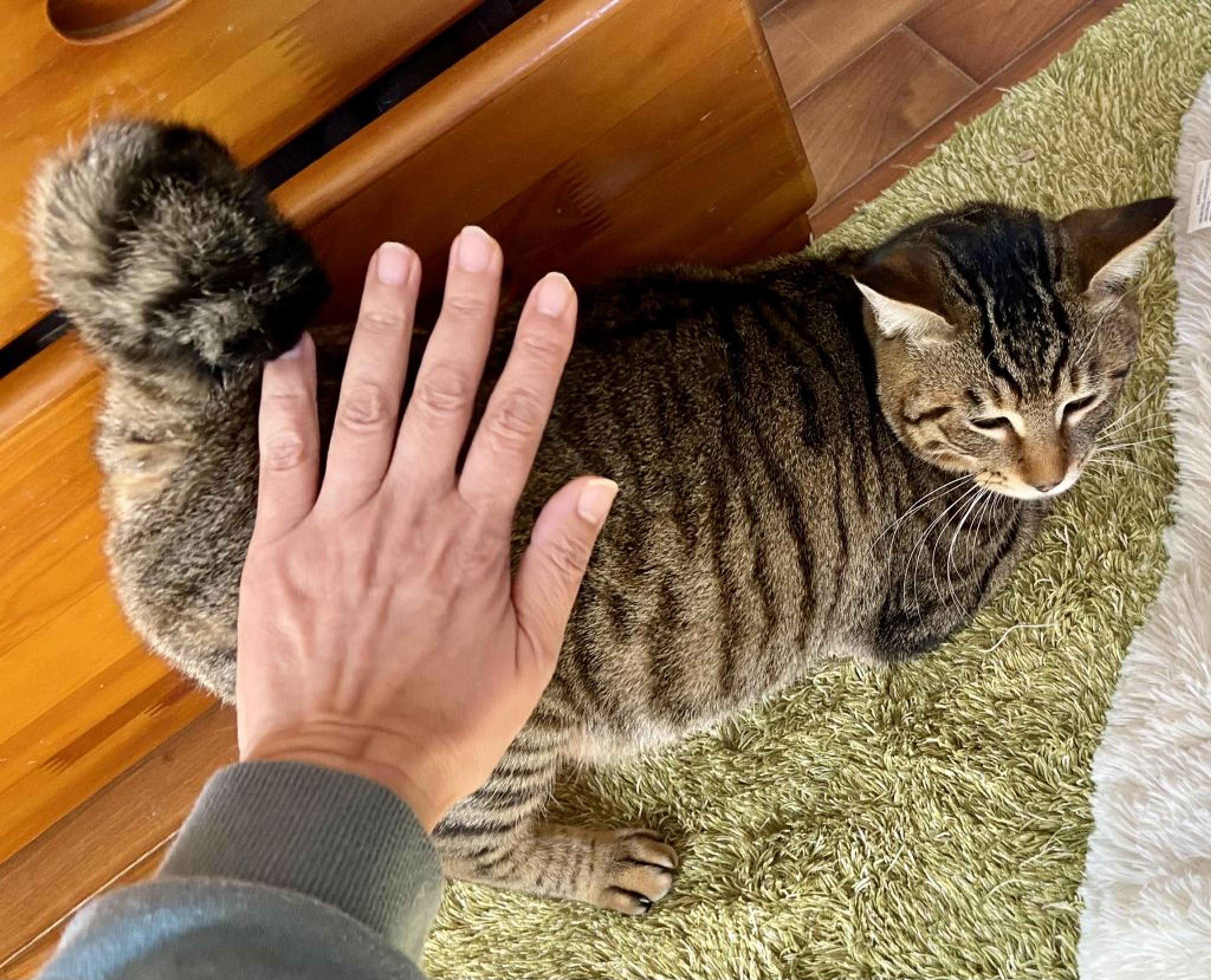 pet-image-4