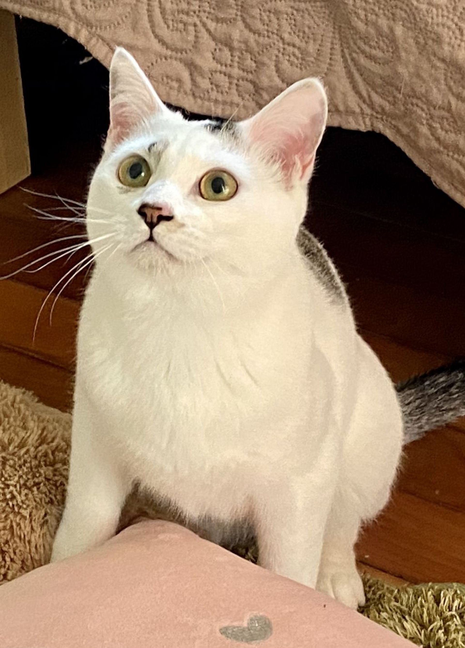 雑種（ミックス猫）・メスの里親募集の写真