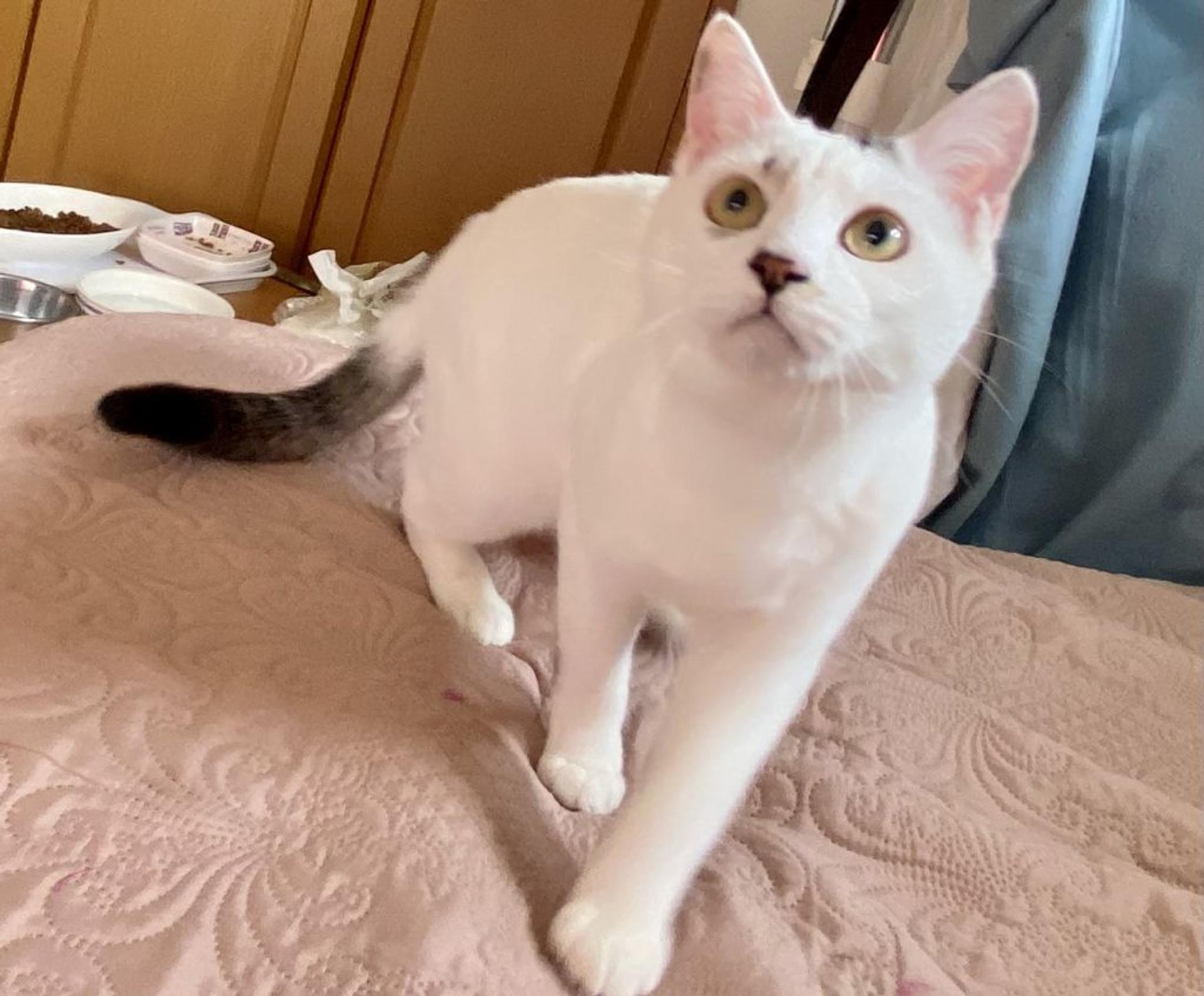 pet-image-2