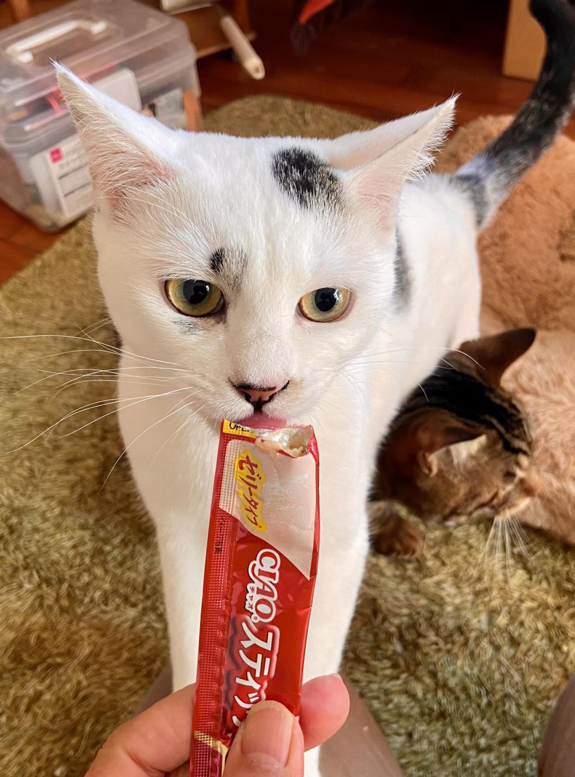 pet-image-5