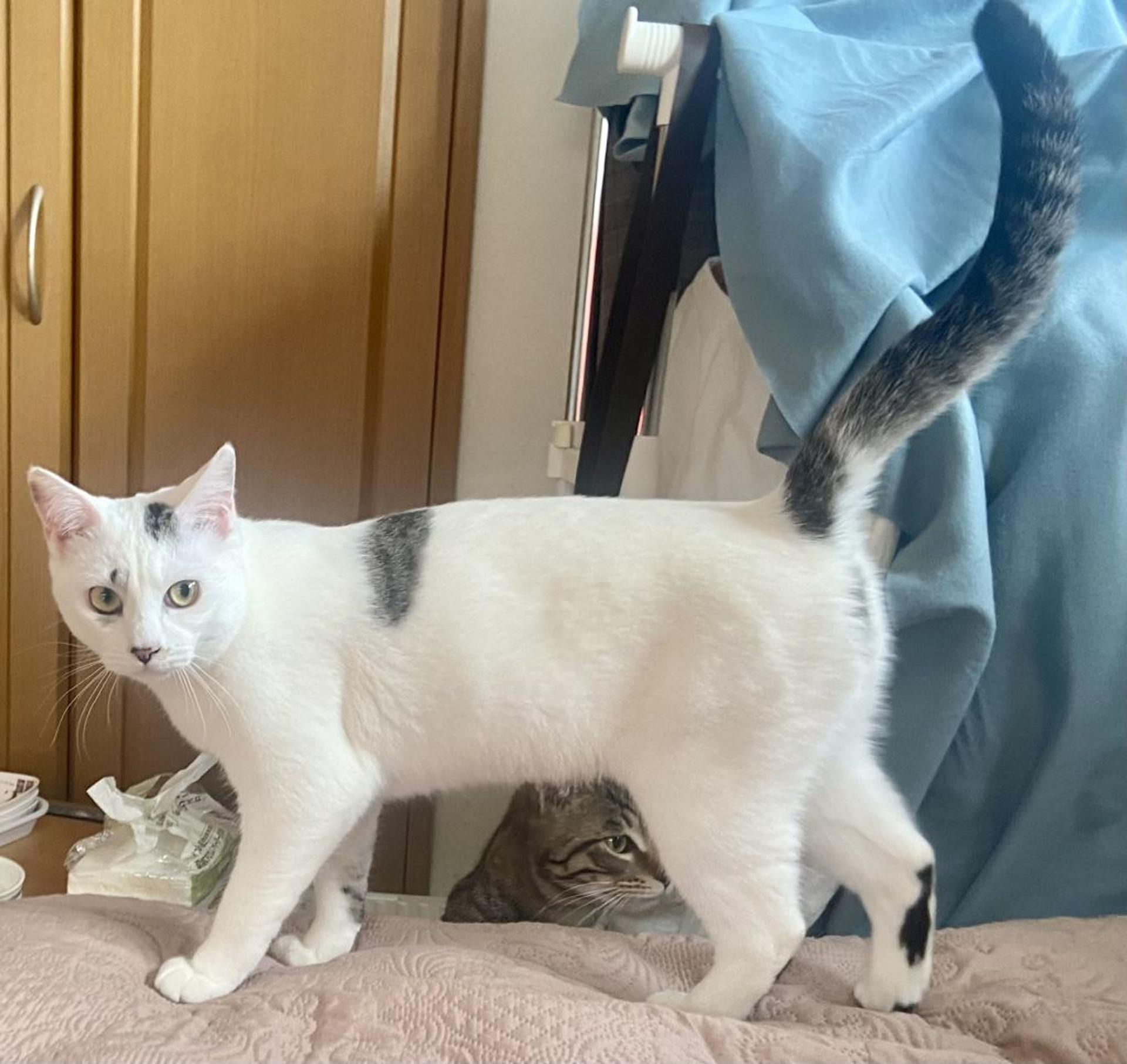 pet-image-6
