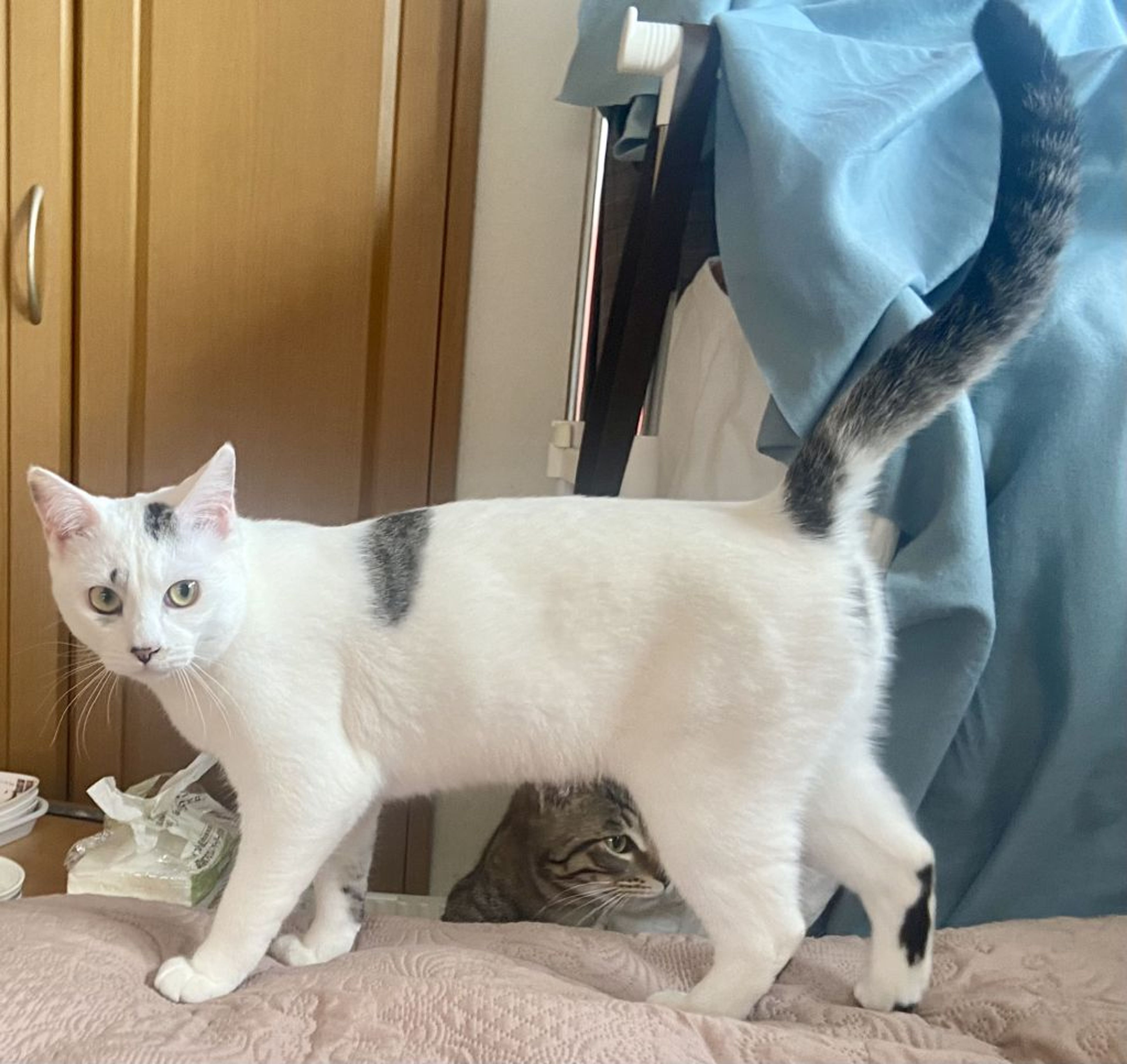 pet-image-6