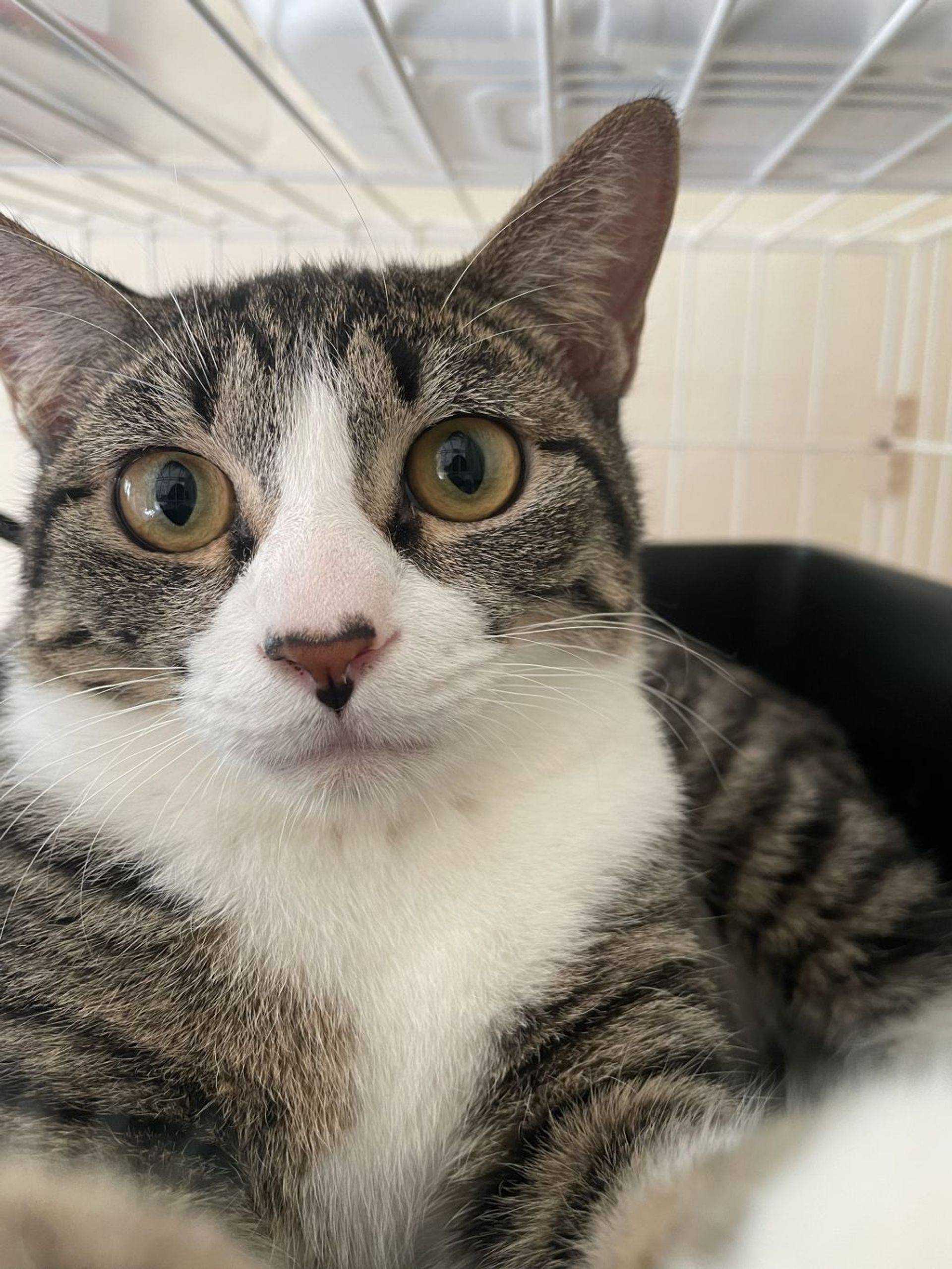 雑種（ミックス猫）・オスの里親募集の写真