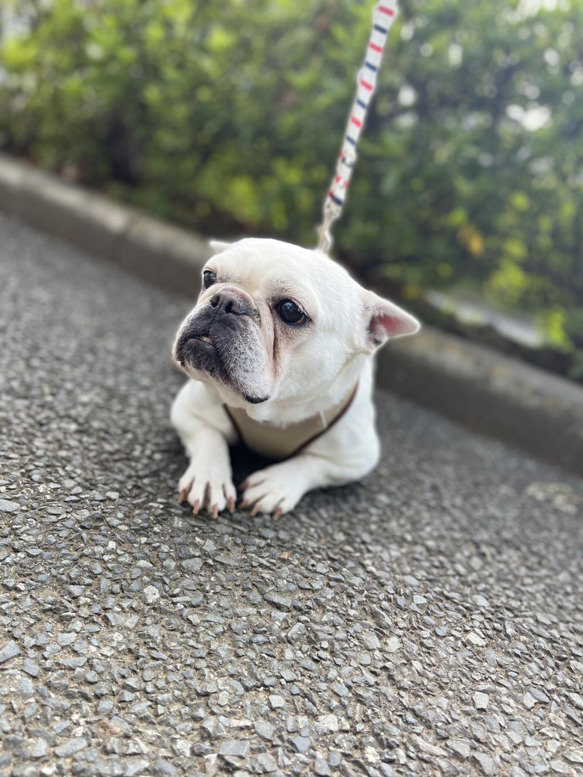 pet-image-2