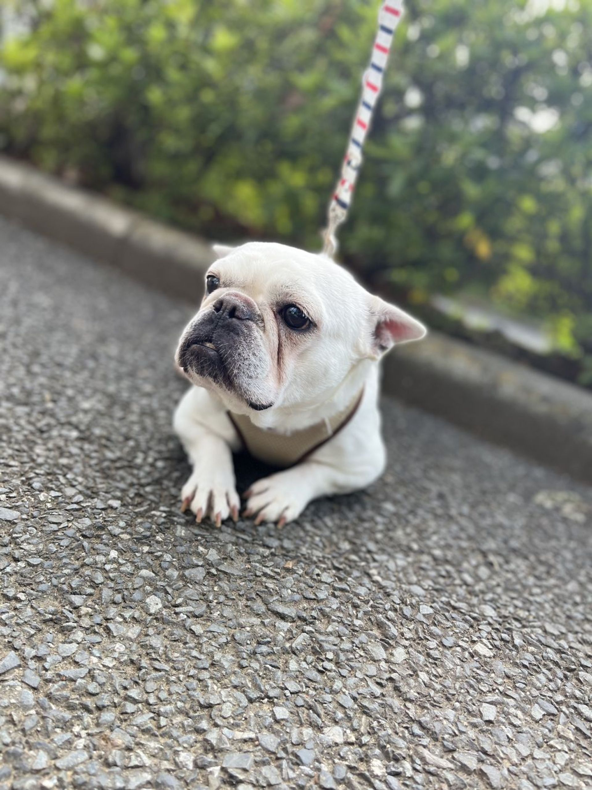フレンチ・ブルドッグ・メスの里親募集の写真