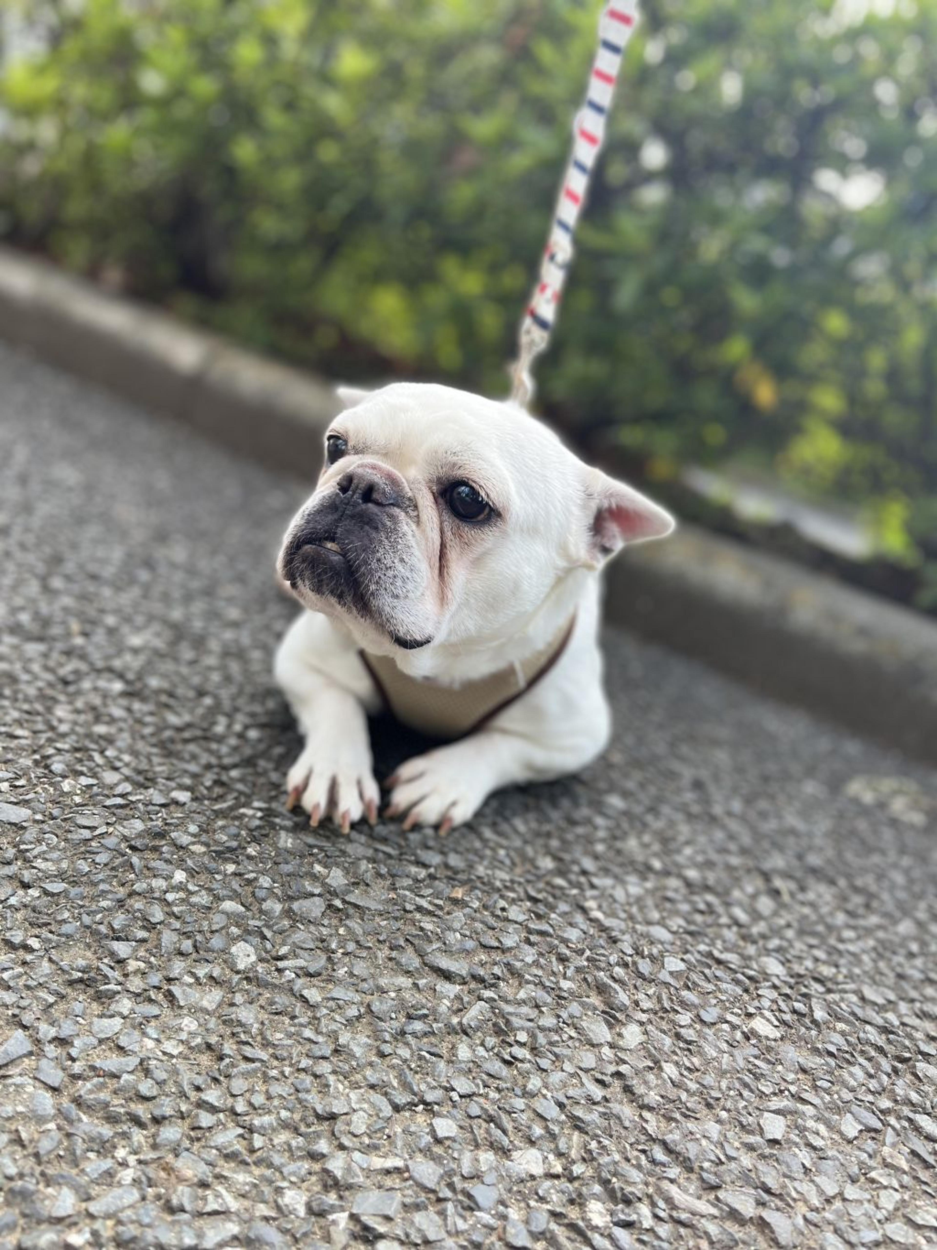 pet-image-2