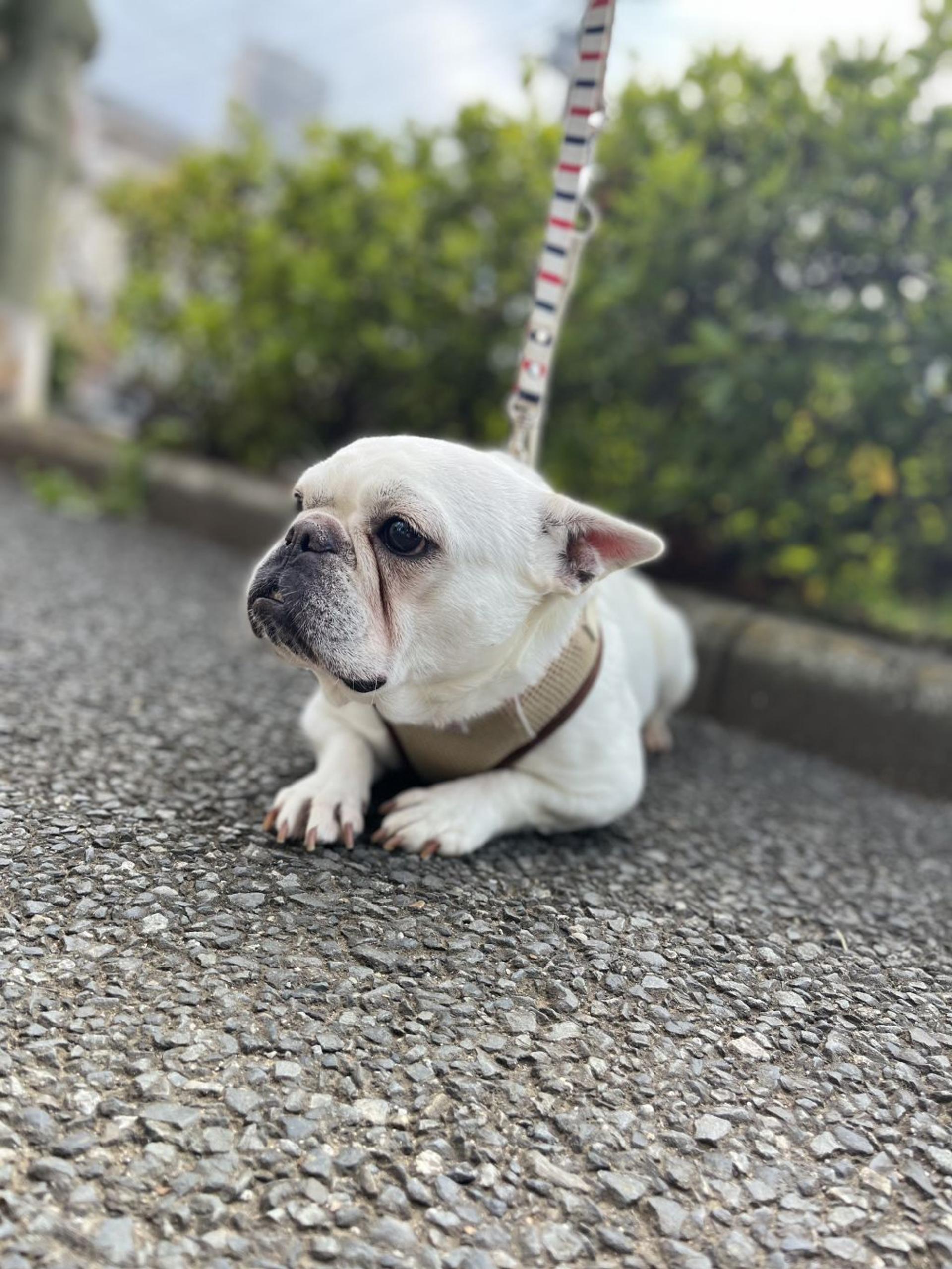 pet-image-3