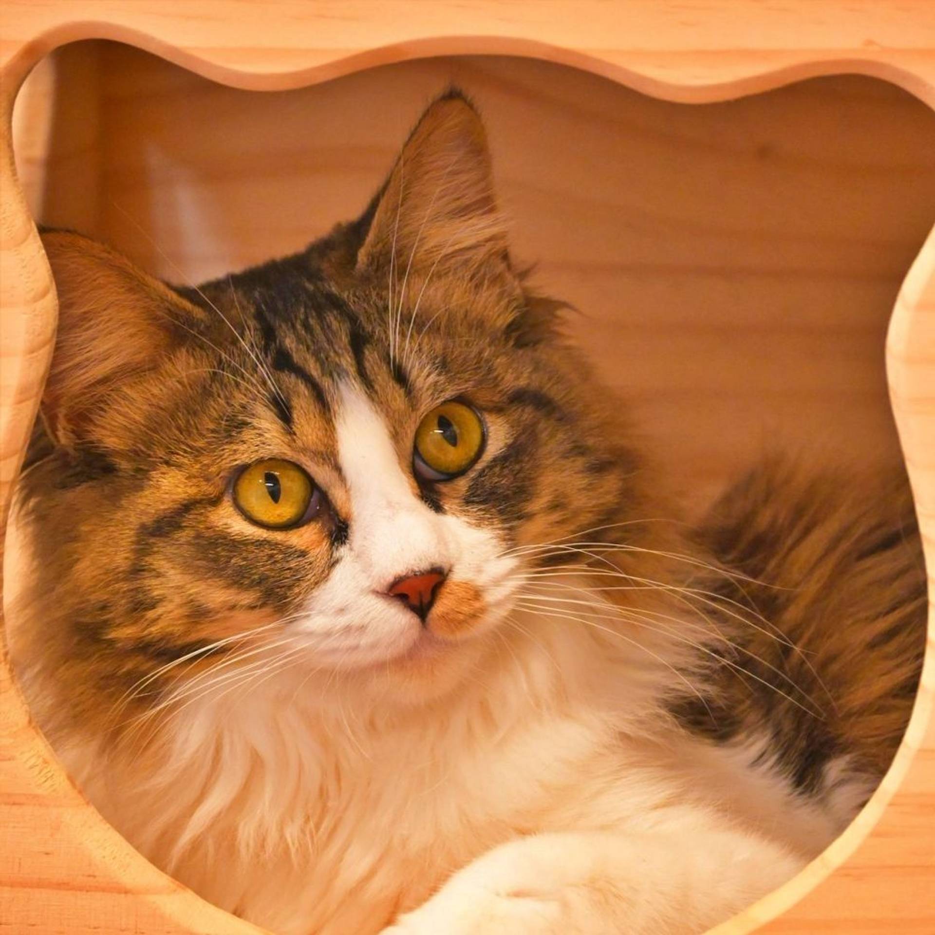 雑種（ミックス猫）・オスの里親募集の写真