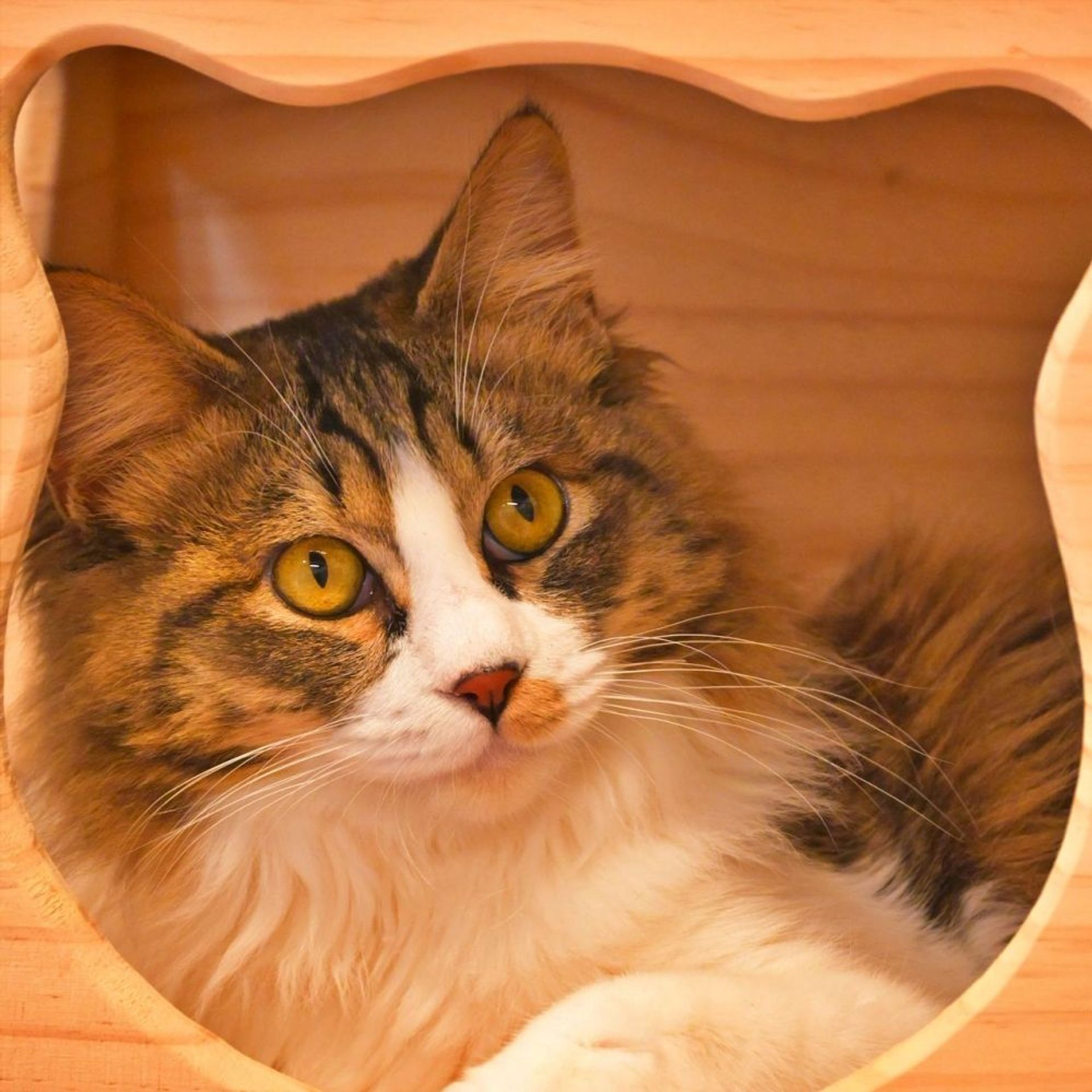 雑種（ミックス猫）・オスの里親募集の写真