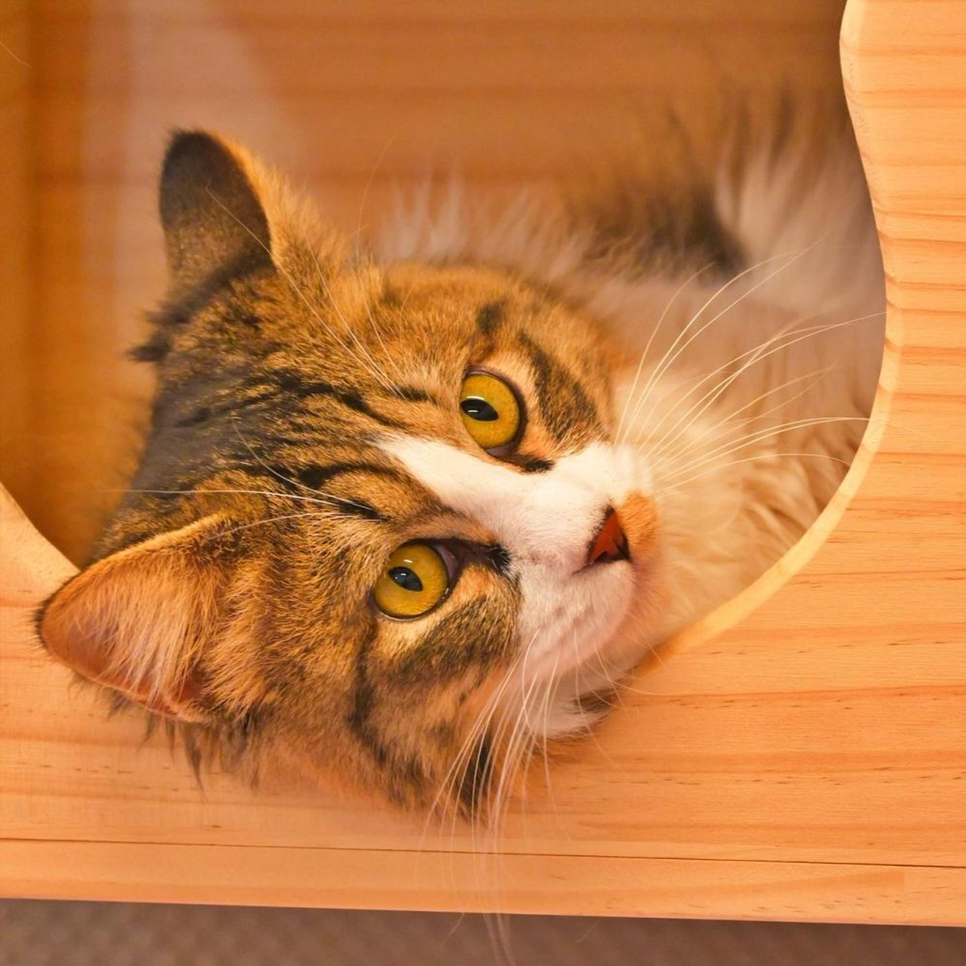 pet-image-2