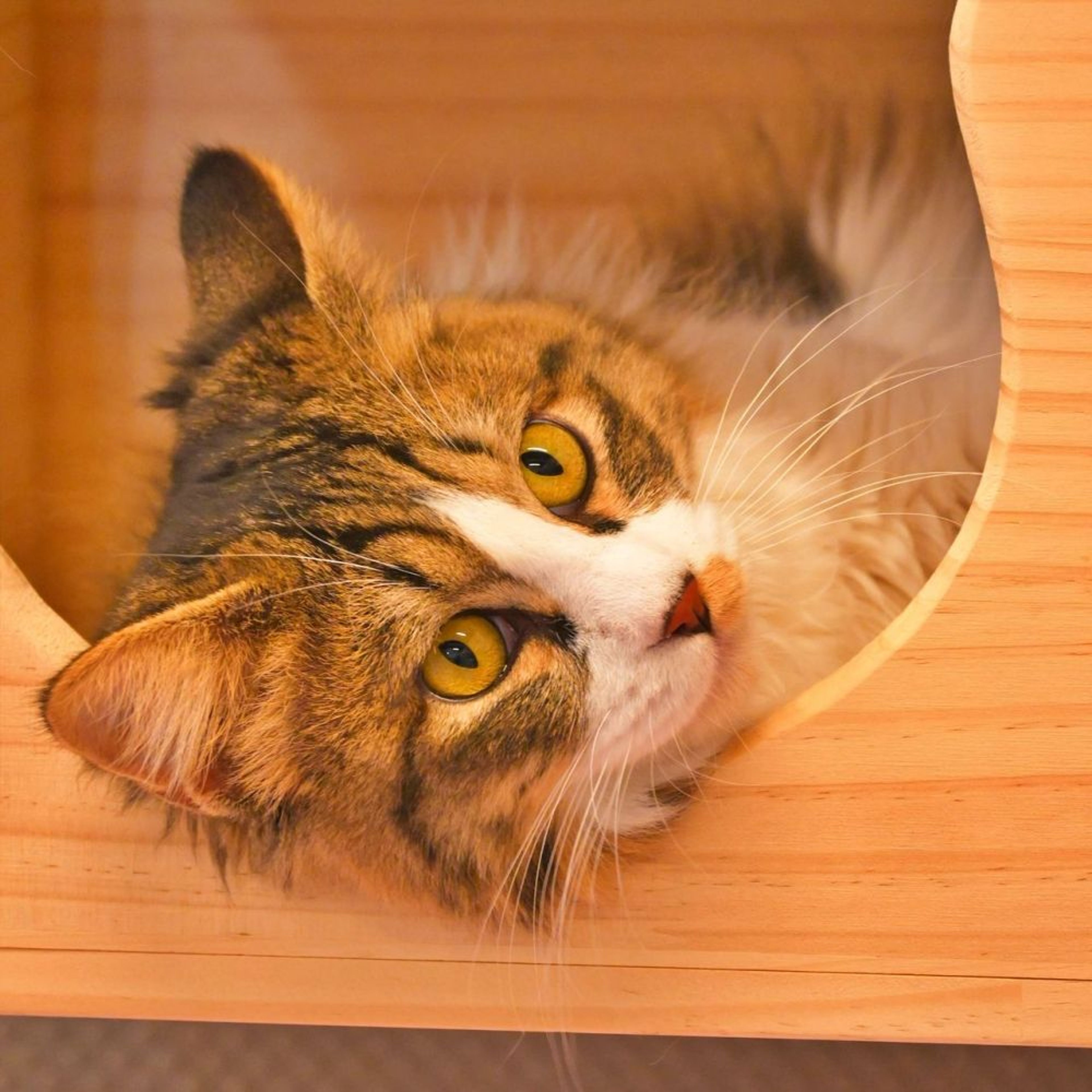 pet-image-2