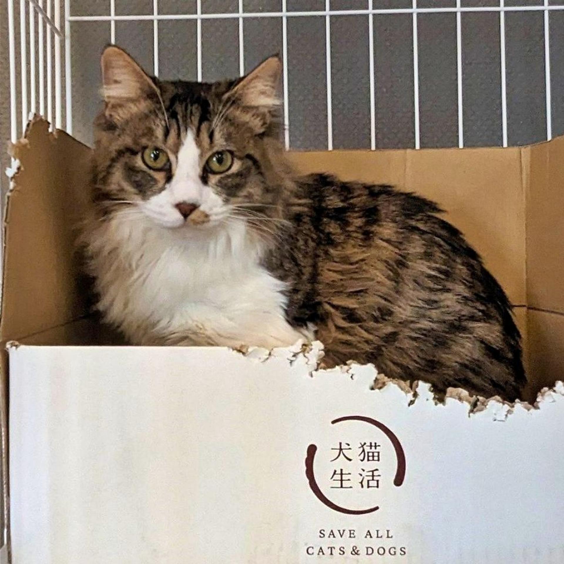 pet-image-3