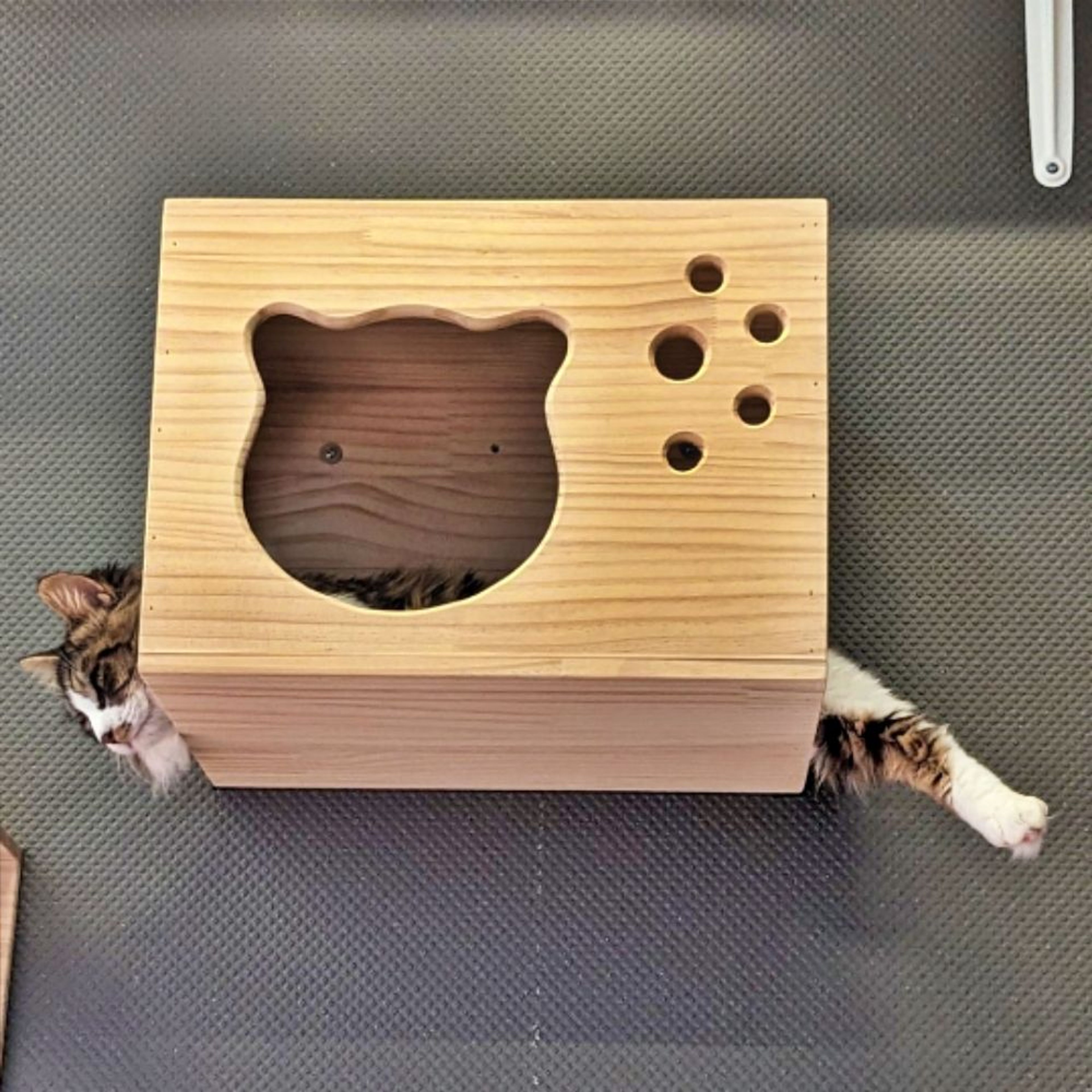 pet-image-7