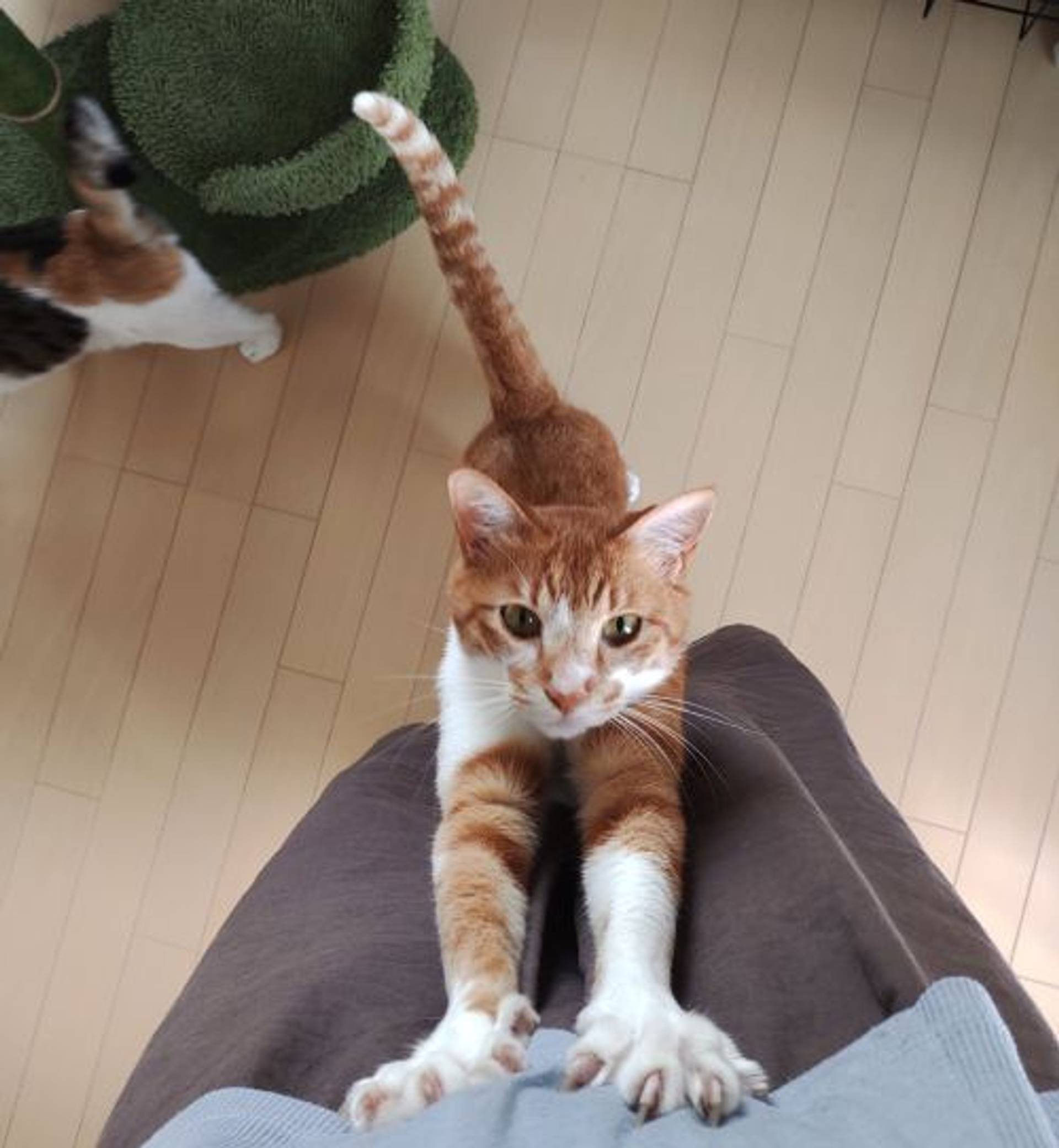 雑種（ミックス猫）・オスの里親募集の写真
