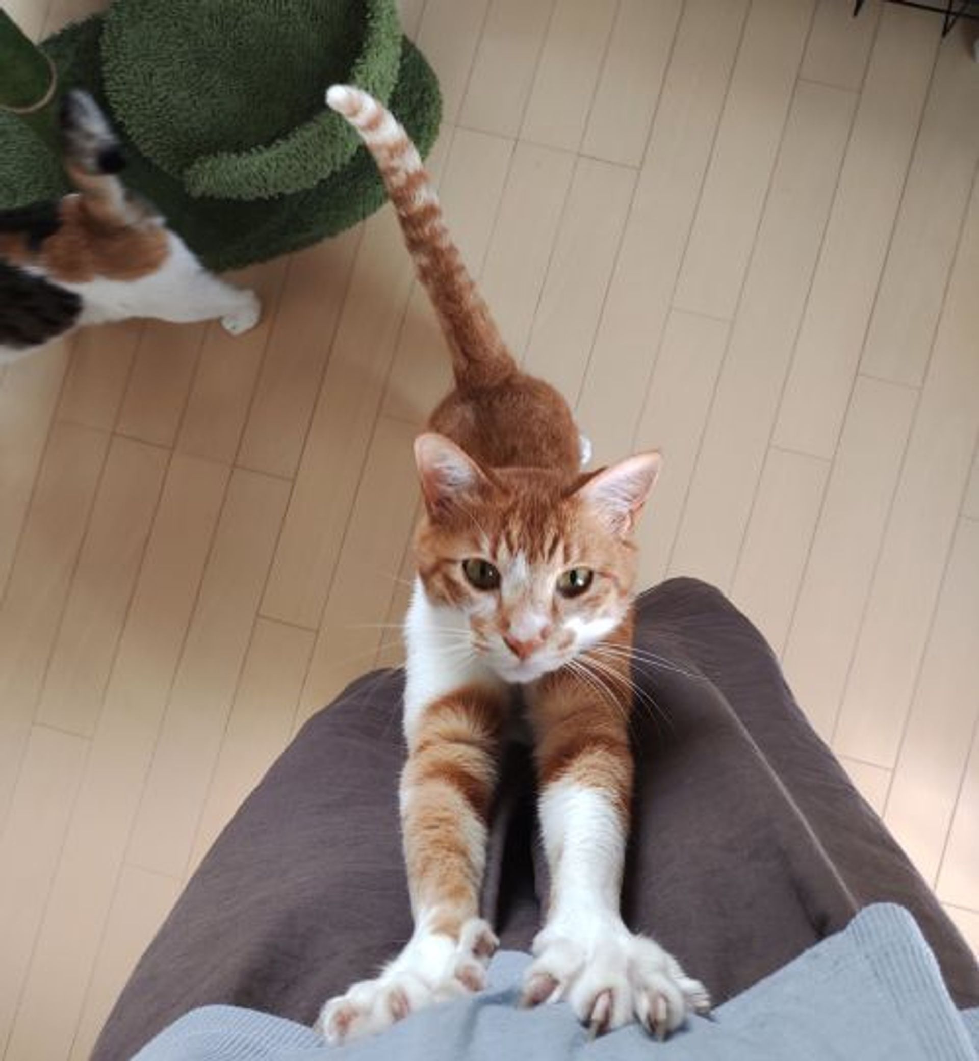 雑種（ミックス猫）・オスの里親募集の写真