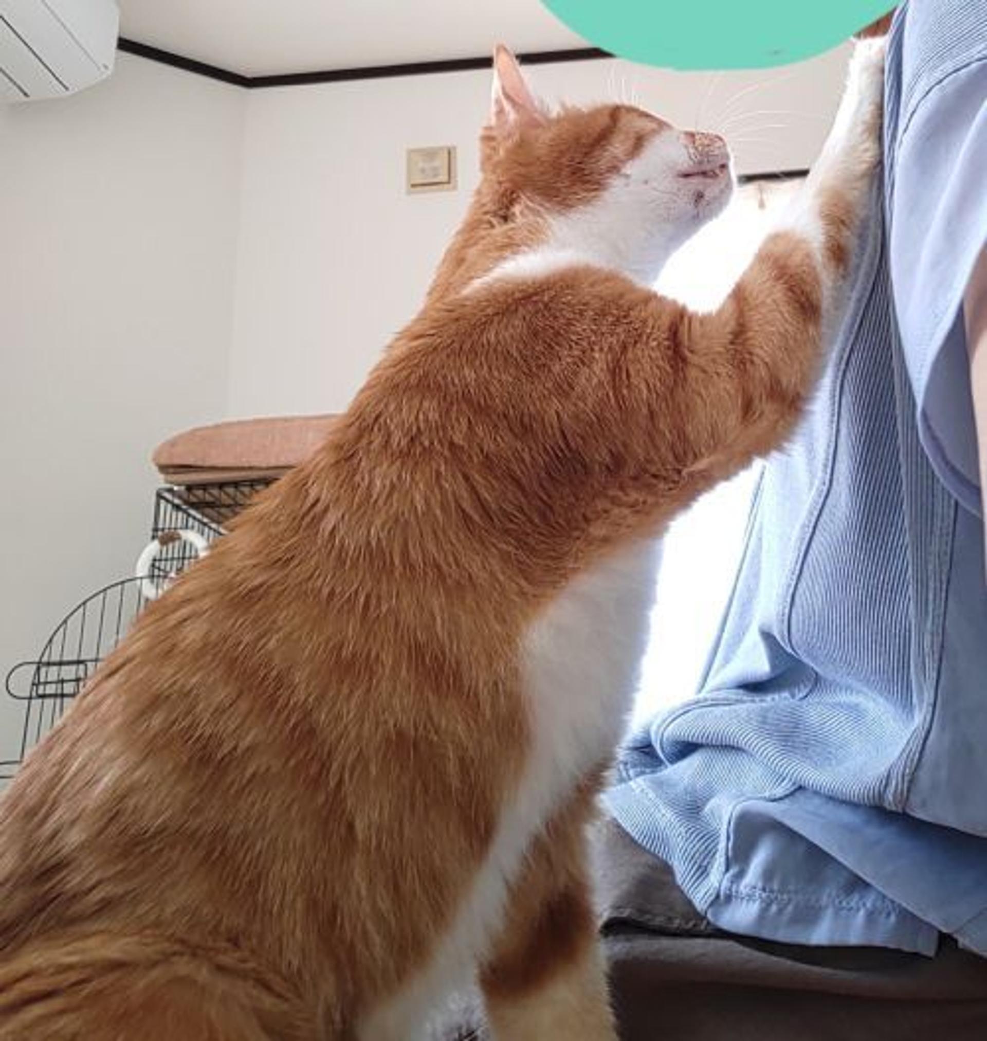 pet-image-2