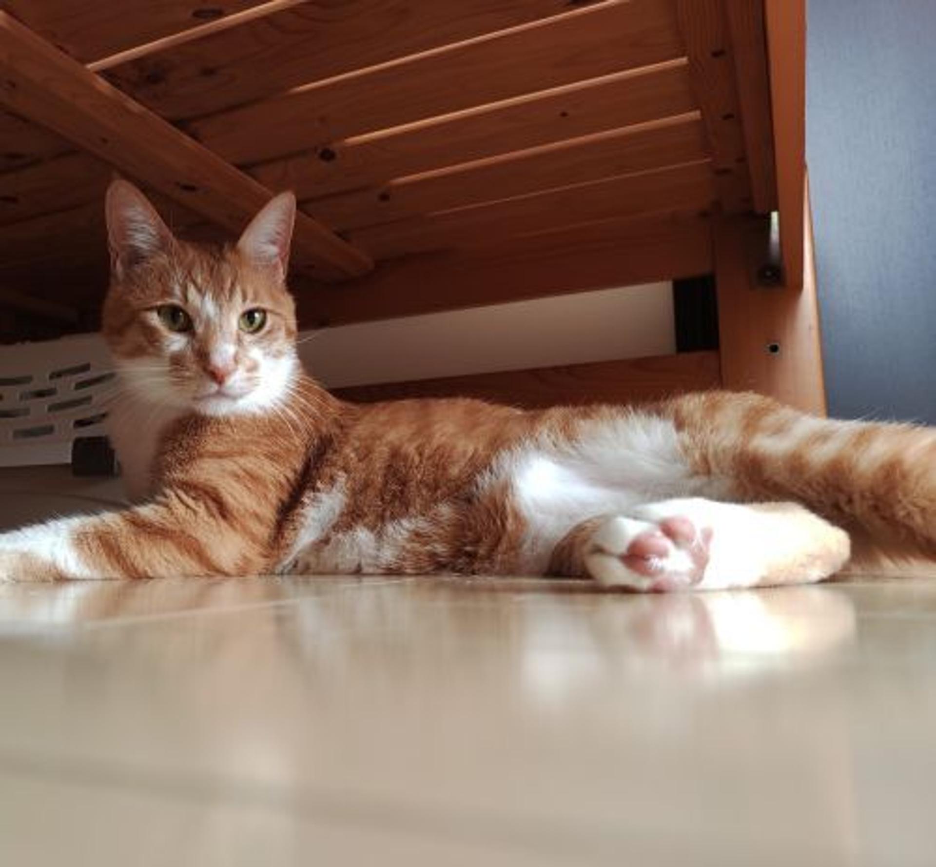 pet-image-3
