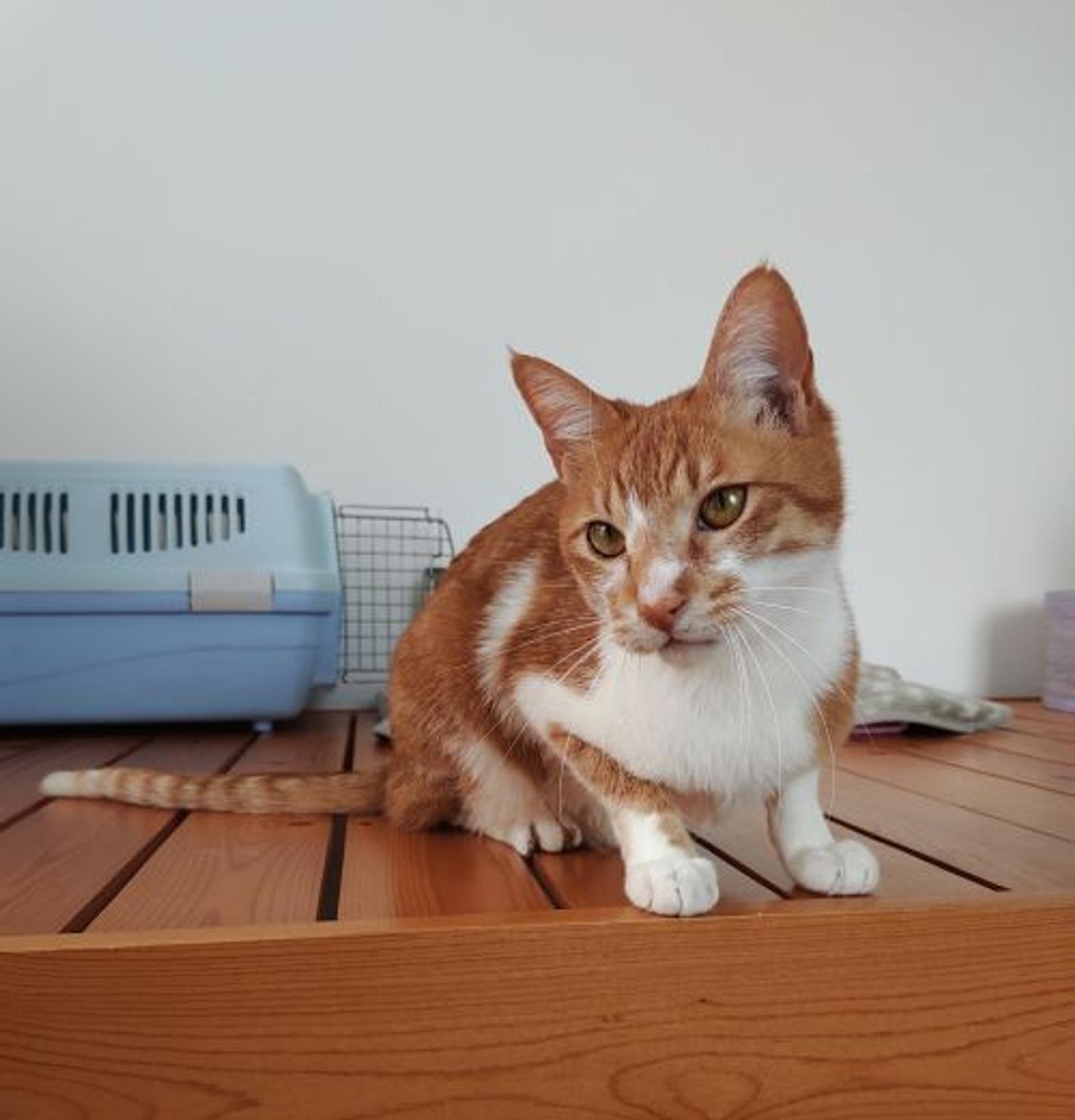 pet-image-4