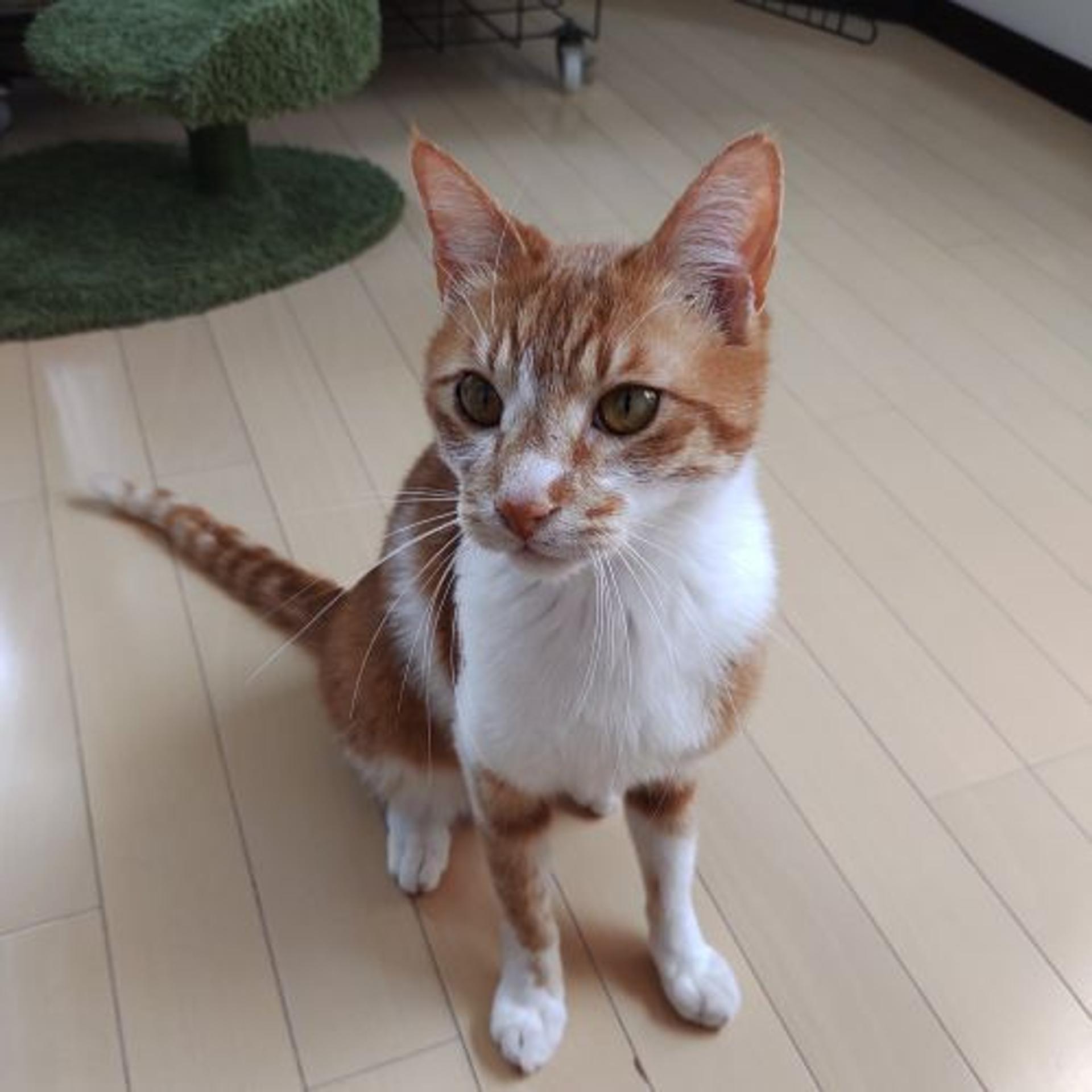 pet-image-6