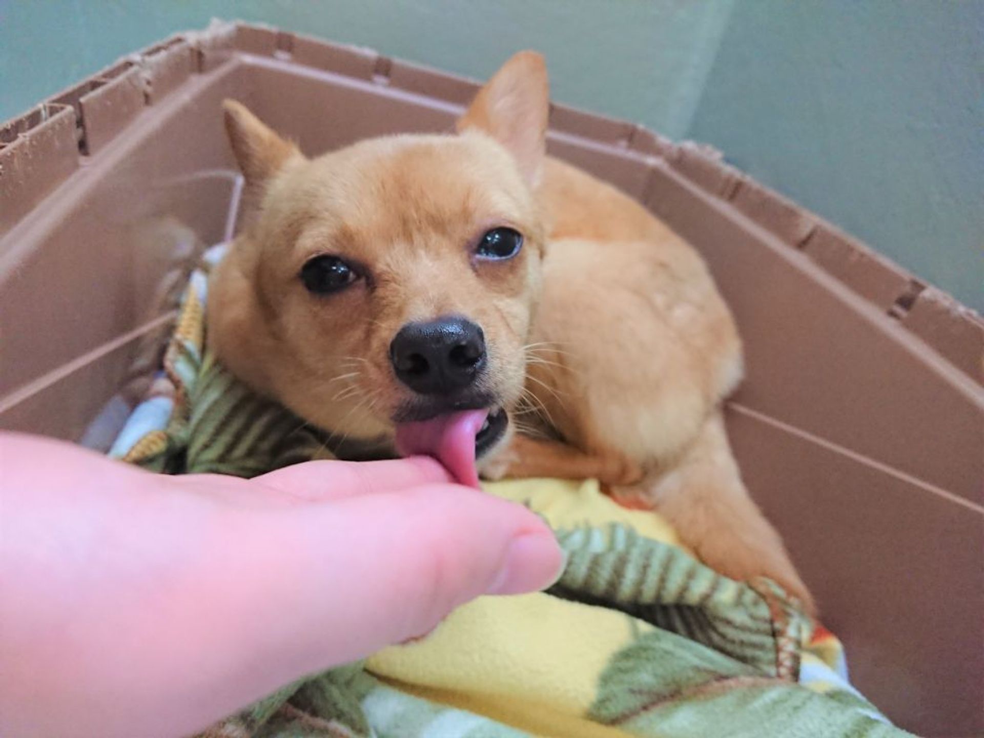 雑種（ミックス犬）・メスの里親募集の写真