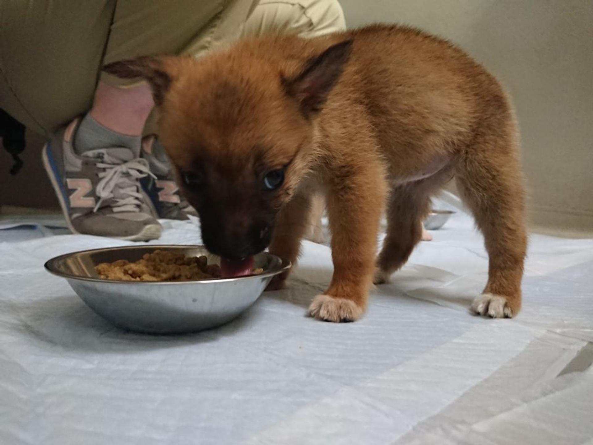 pet-image-2