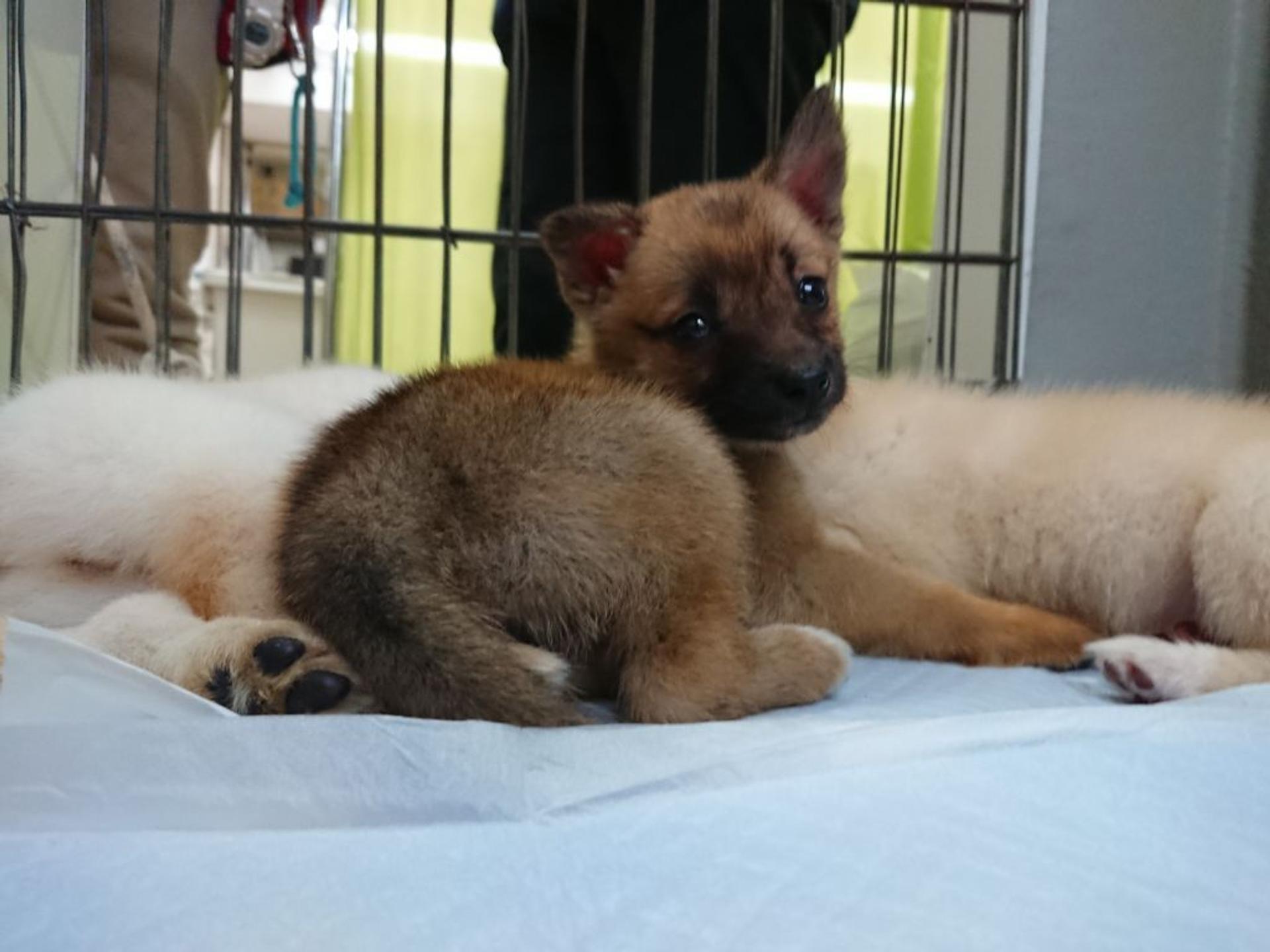 pet-image-4