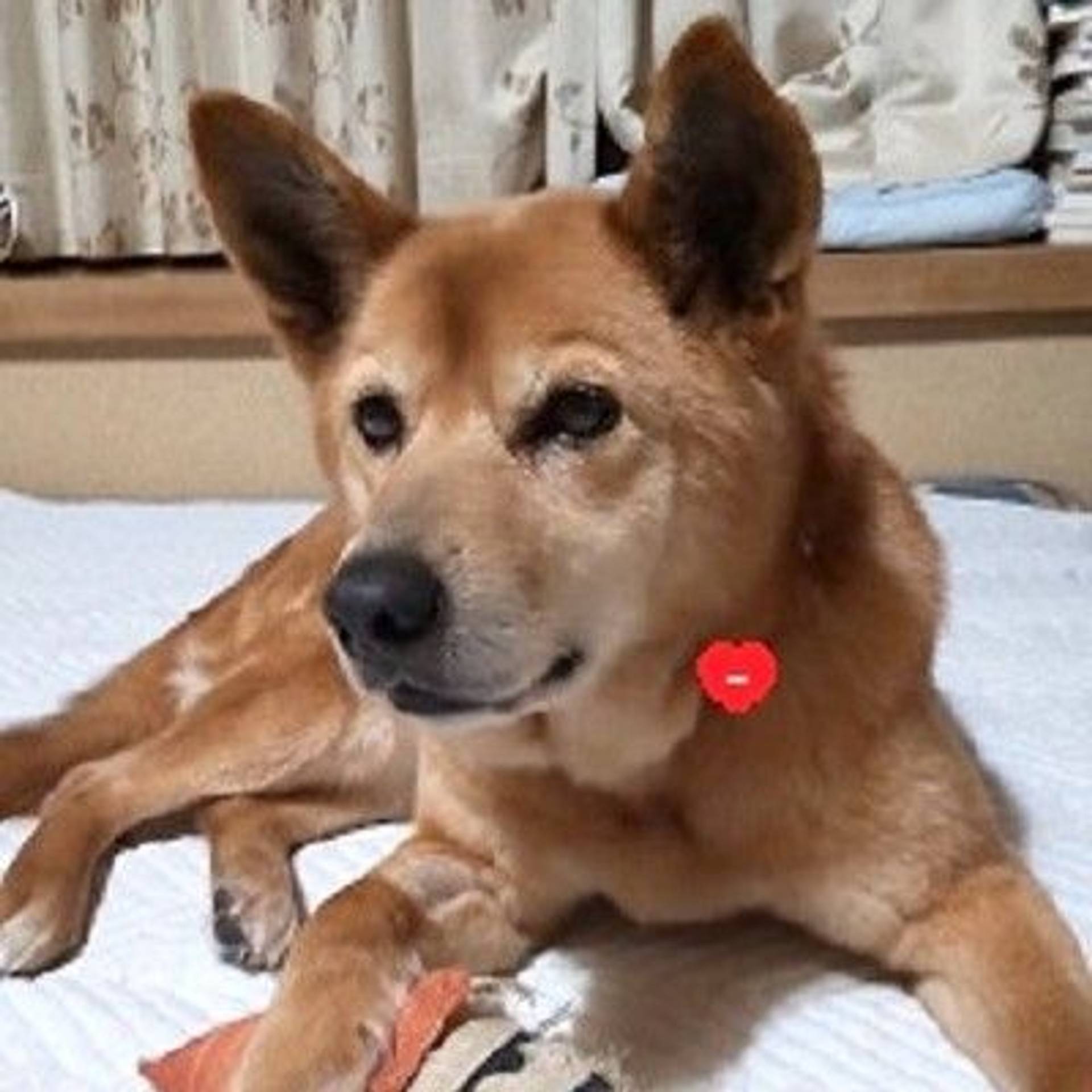 雑種（ミックス犬）・メスの里親募集の写真