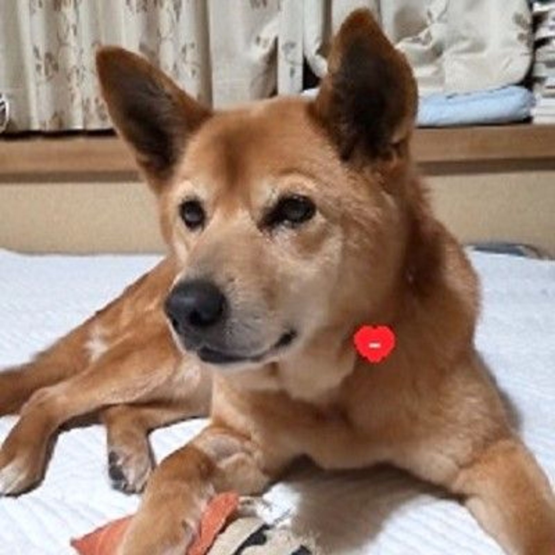 雑種（ミックス犬）・メスの里親募集の写真