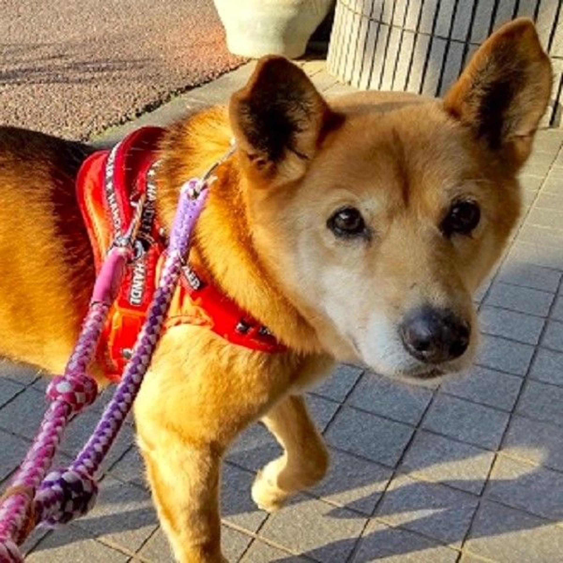 pet-image-4
