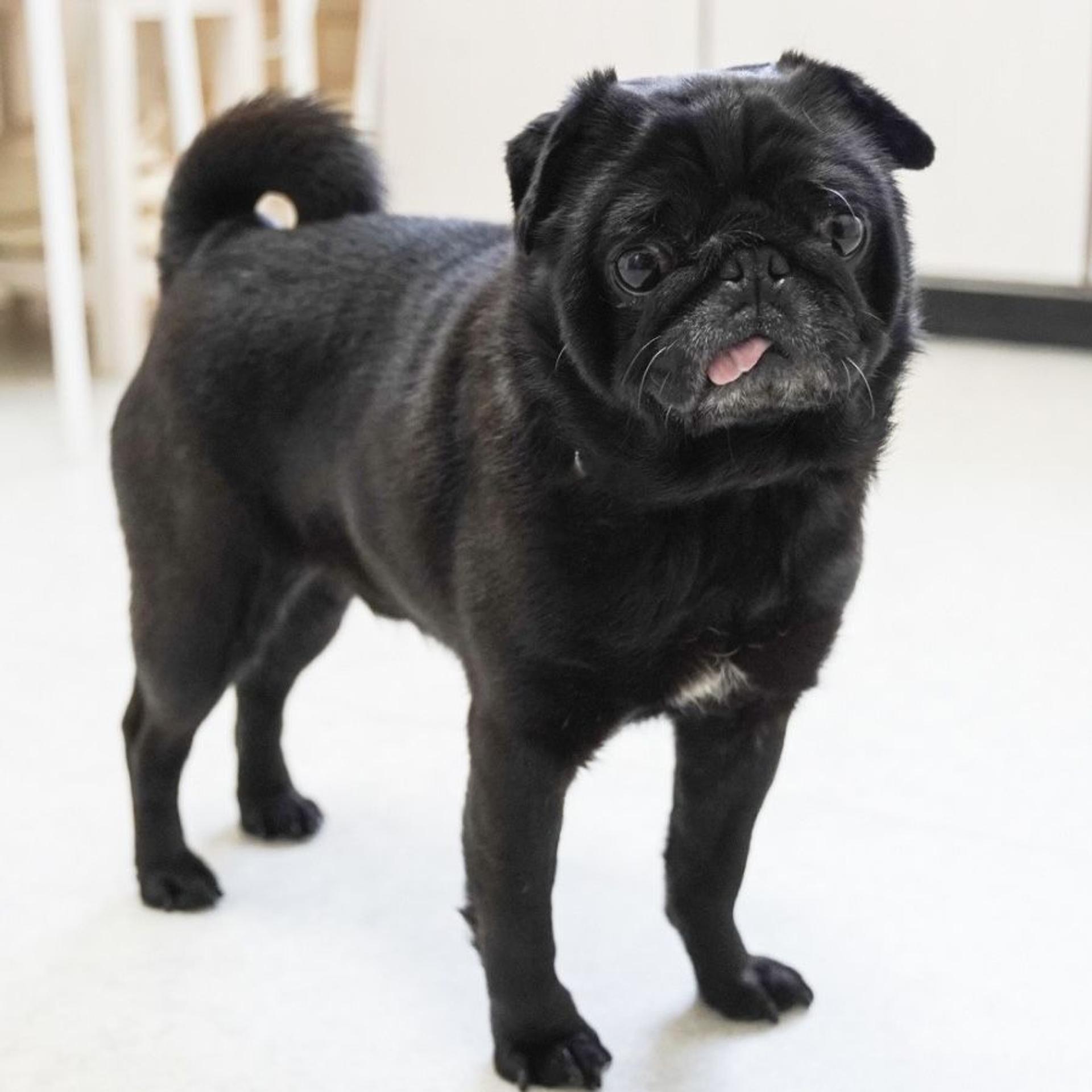 pet-image-4