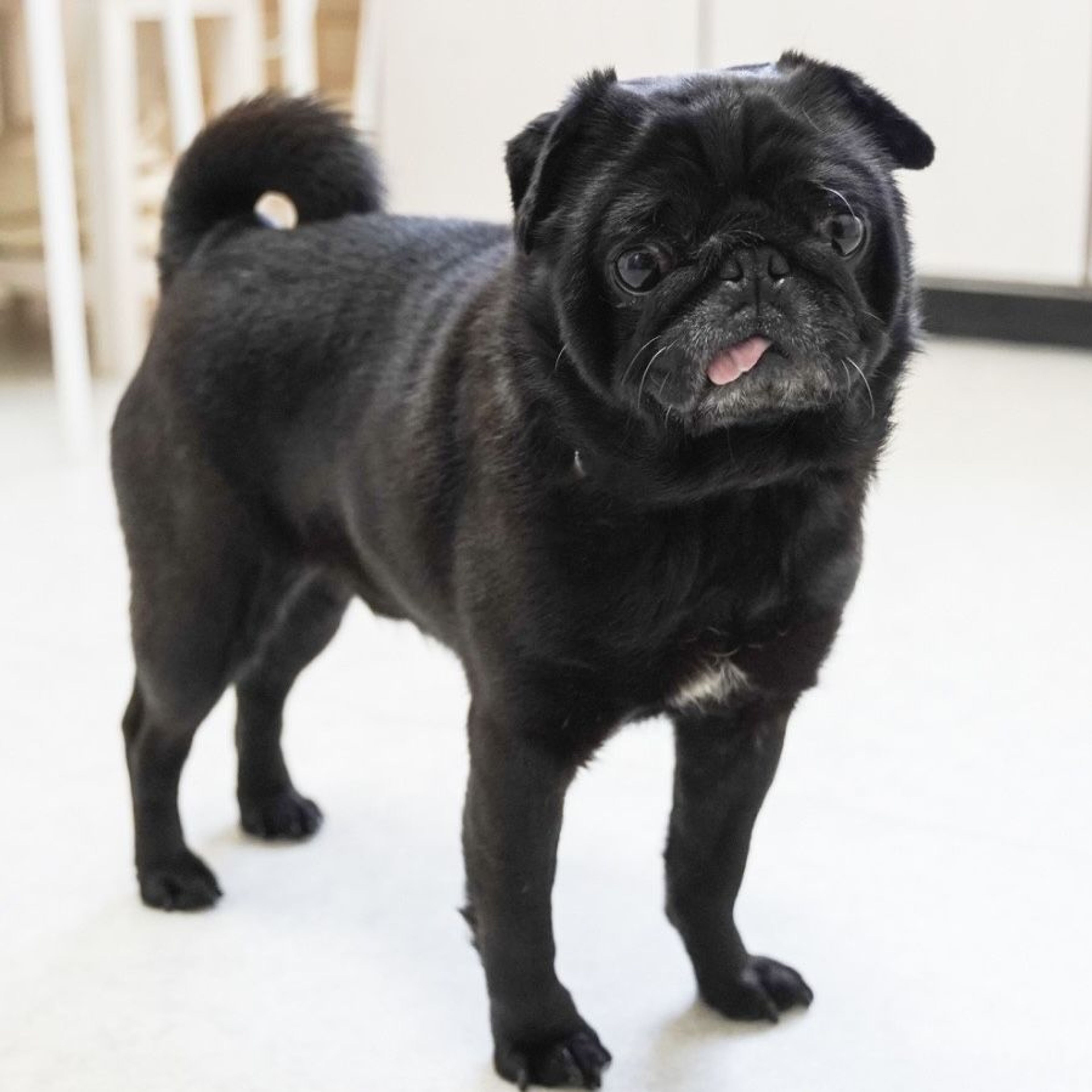 pet-image-4