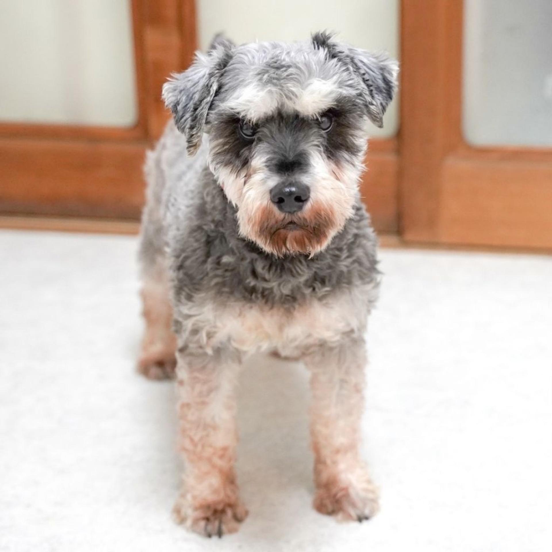 pet-image-2