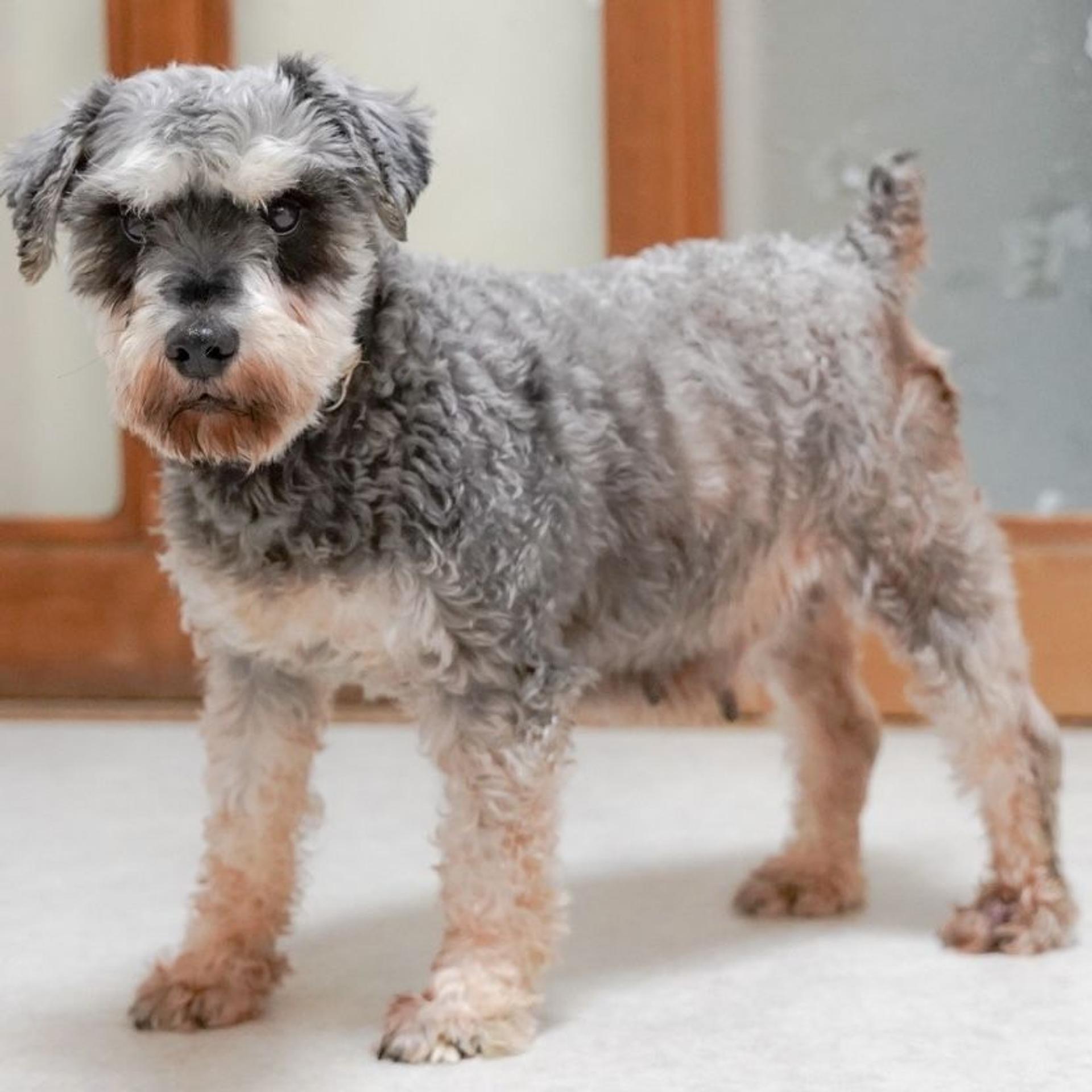 pet-image-3