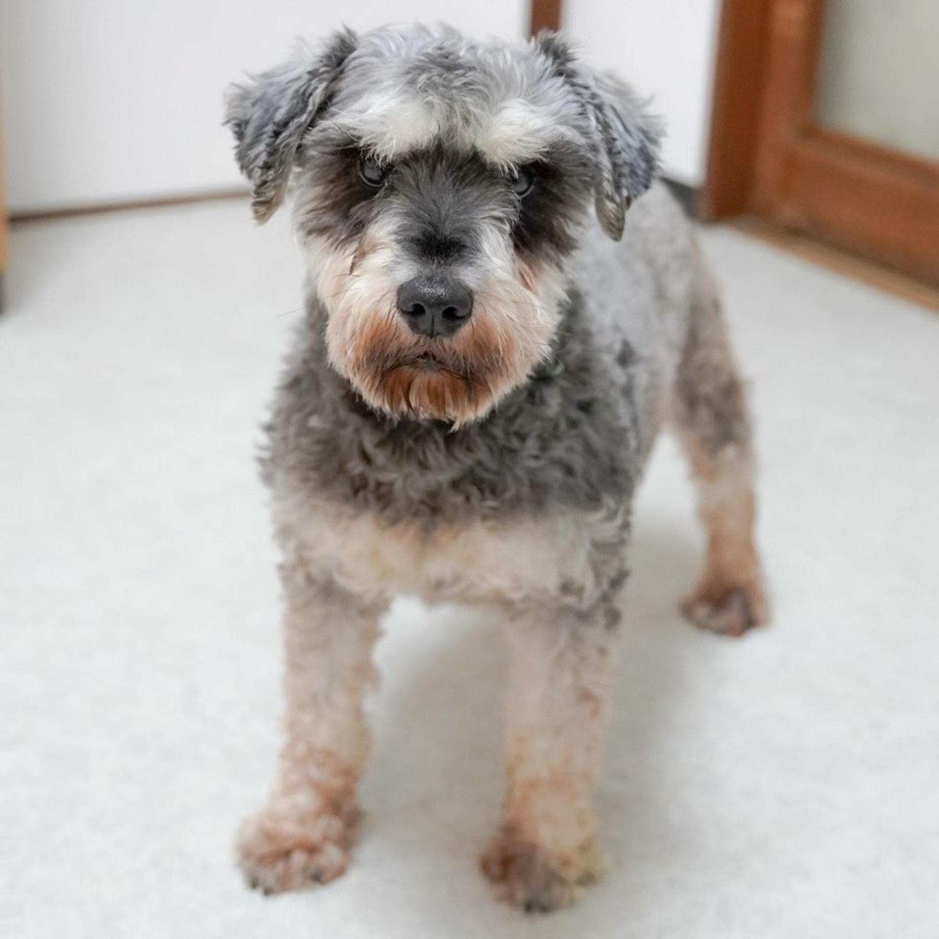 pet-image-5