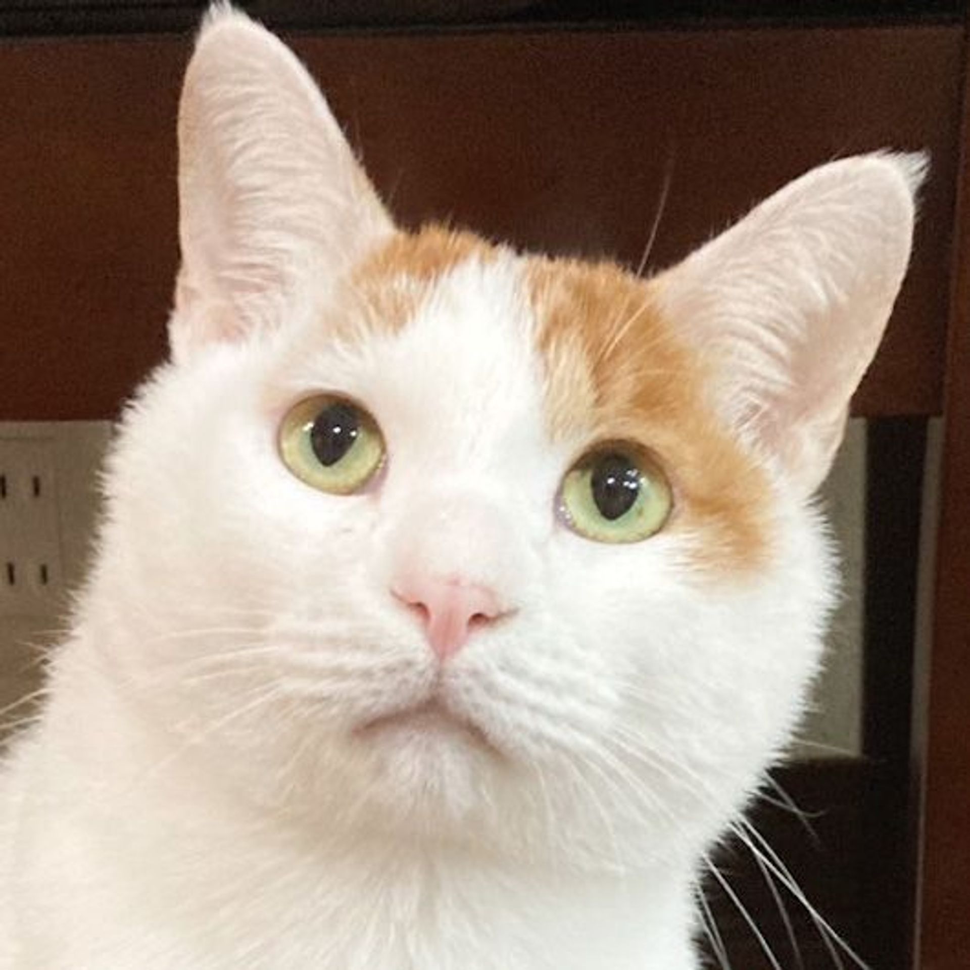 雑種（ミックス猫）・オスの里親募集の写真