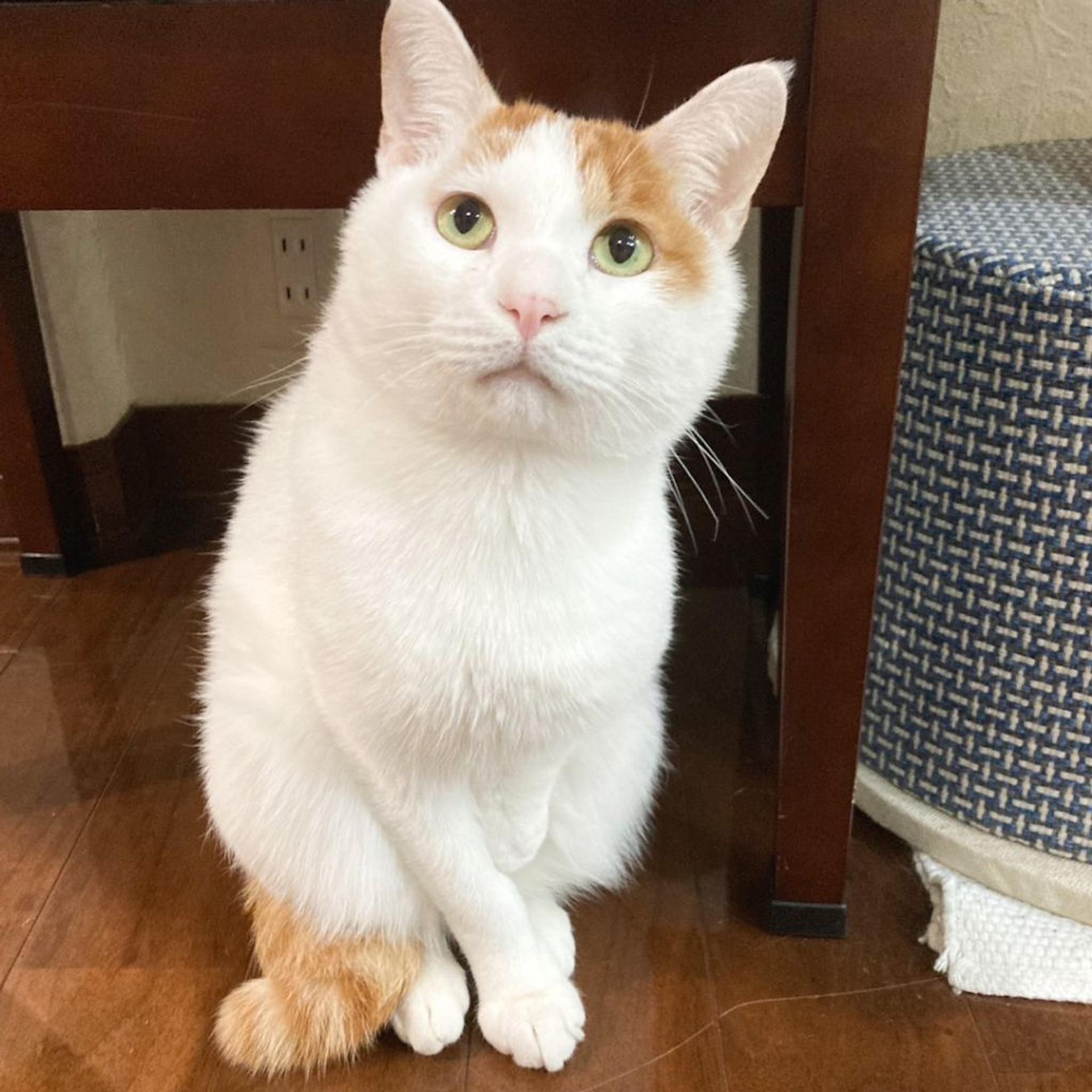 pet-image-2